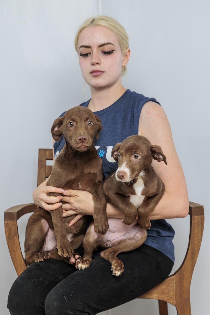 Fruit Loop, Cheerio, Chex, Crispy, an adopted mixed breed in Chester Springs, PA image 1/2