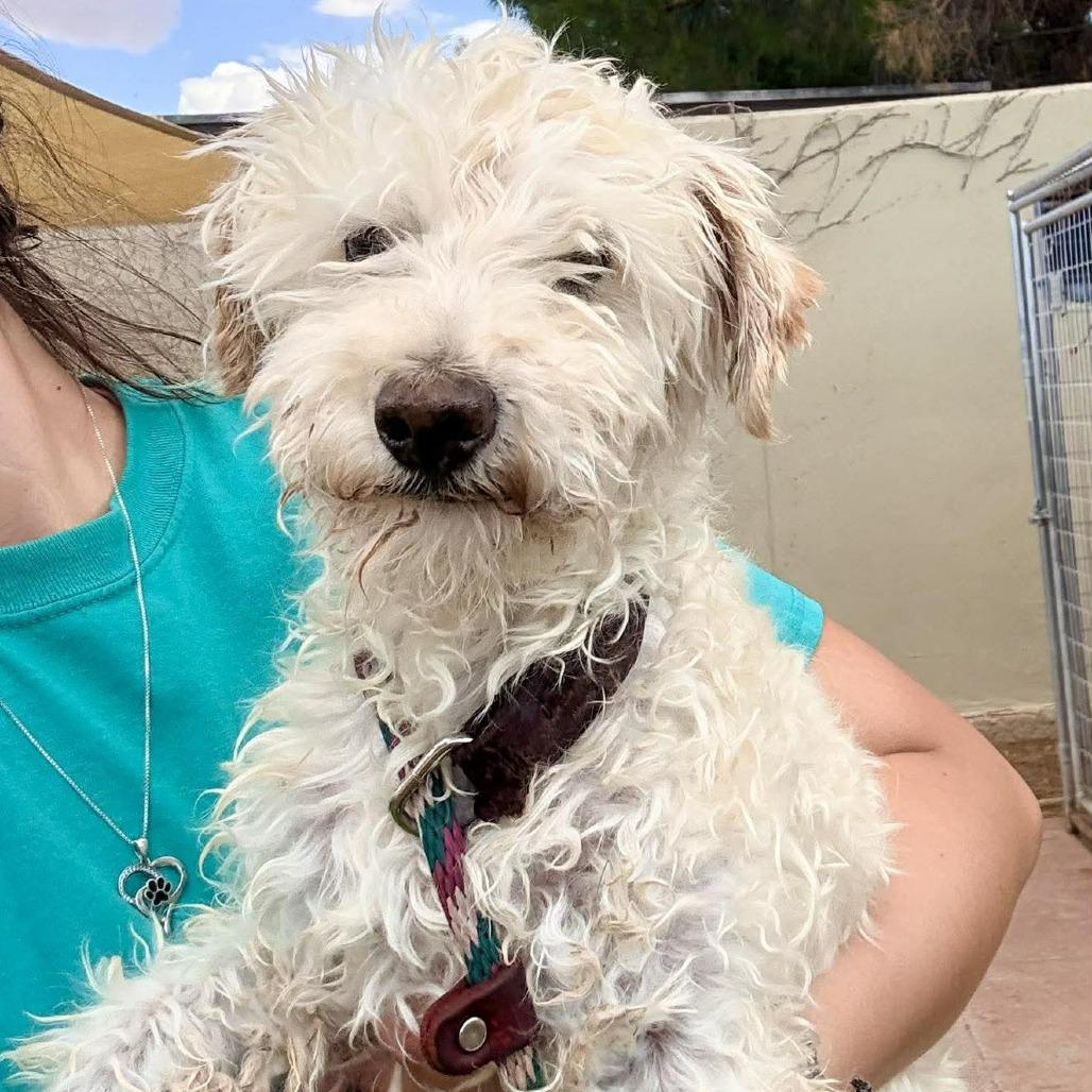 Elmer, Adoptable, Senior Male Mixed Breed.