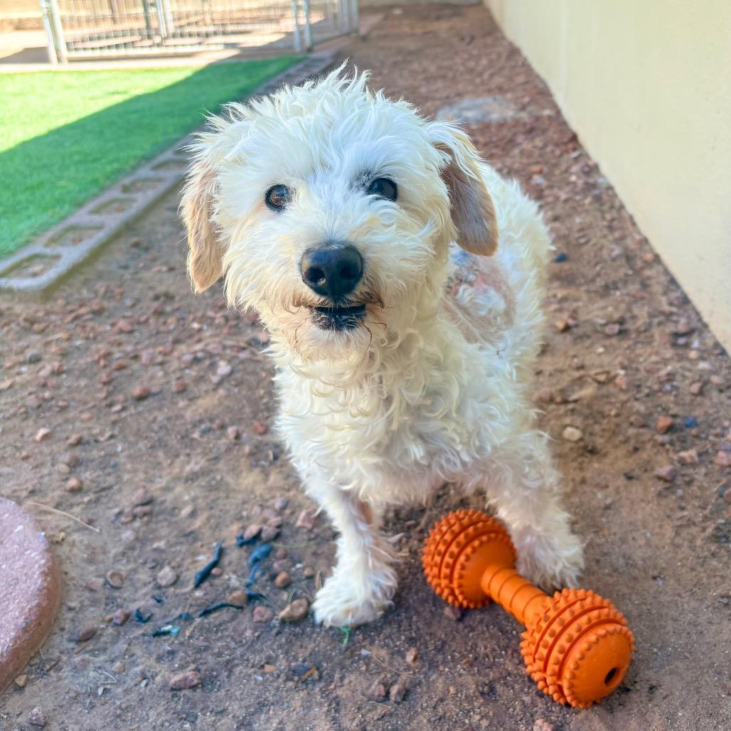 Elmer, a Adoptable Mixed Breed in Las Cruces, NM image 2/4
