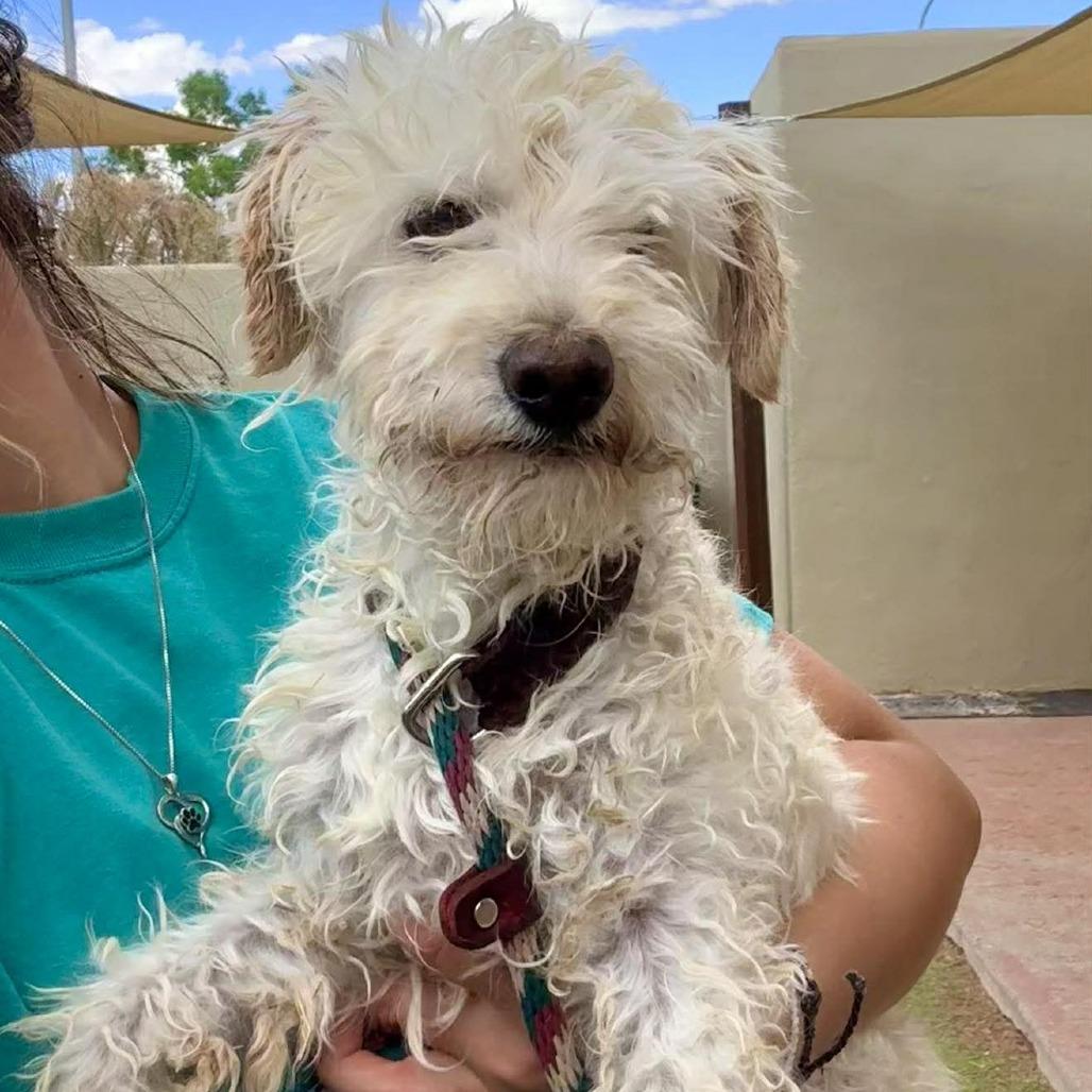 Elmer, a Adoptable Mixed Breed in Las Cruces, NM image 3/4