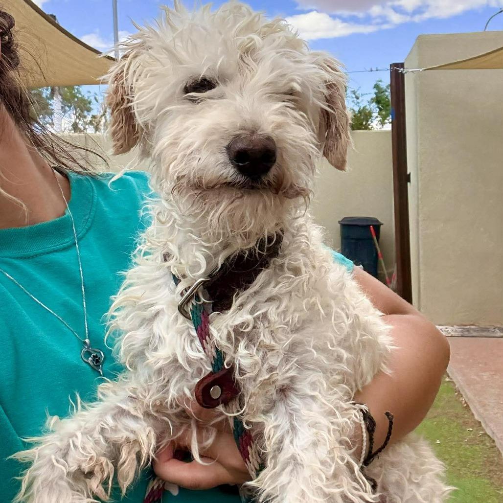 Elmer, a Adoptable Mixed Breed in Las Cruces, NM image 4/4