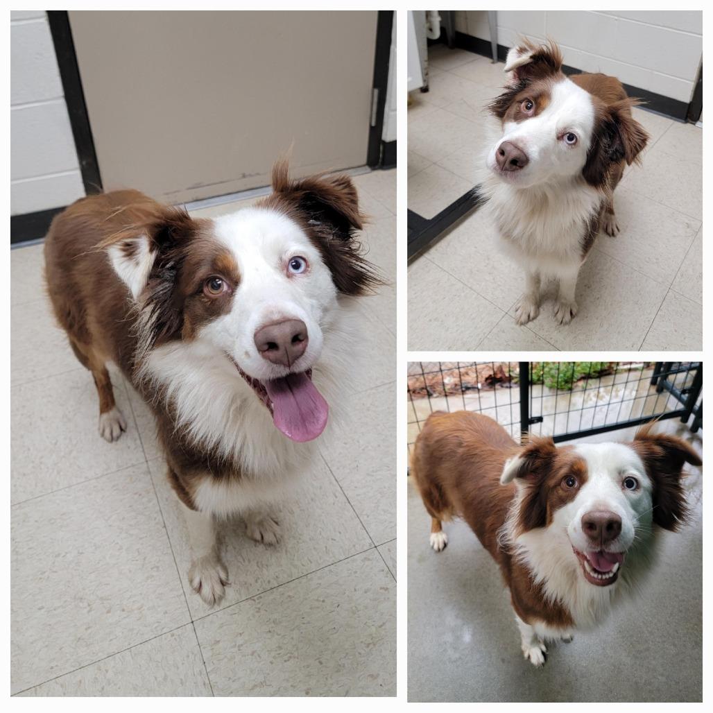 Cora, Adoptable, Adult Female Australian Shepherd.