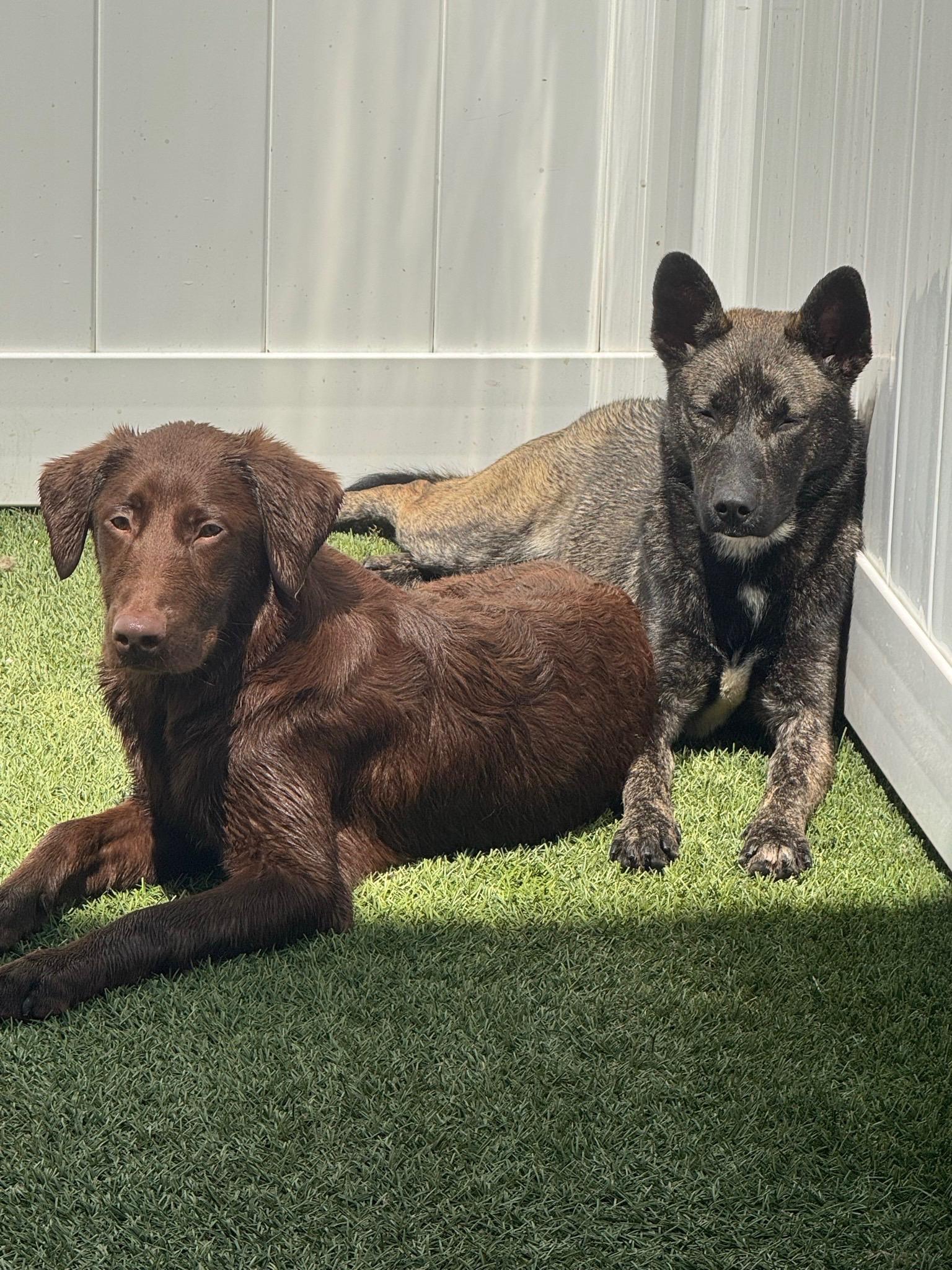 Gracie, Adoptable, Young Female Belgian Shepherd / Malinois.