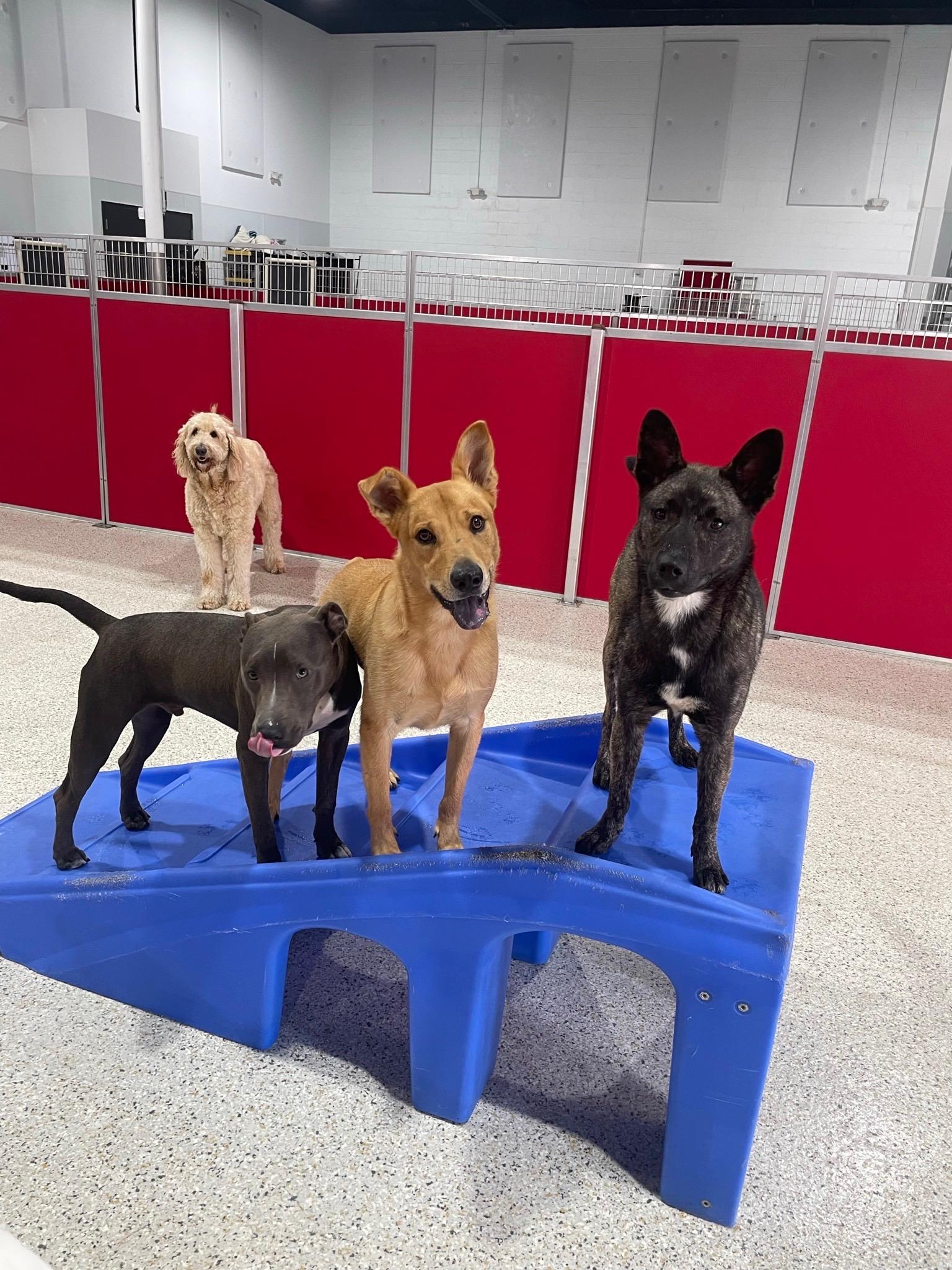 Gracie, a Adoptable mixed breed in Jefferson , LA image 2/6