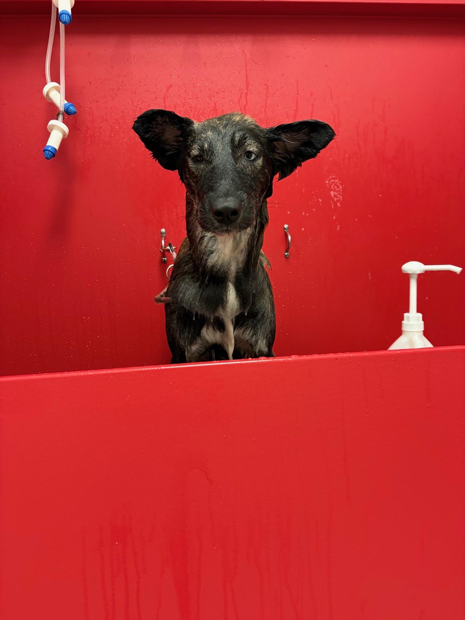 Gracie, a Adoptable mixed breed in Jefferson , LA image 3/6