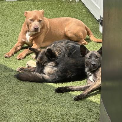 Gracie, a Adoptable mixed breed in Jefferson , LA image 5/6