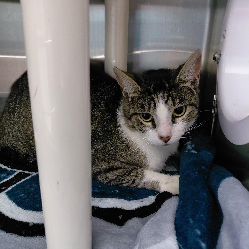 Enlarge Pat, a Adoptable Domestic Short Hair in Philadelphia, PA image 1/1