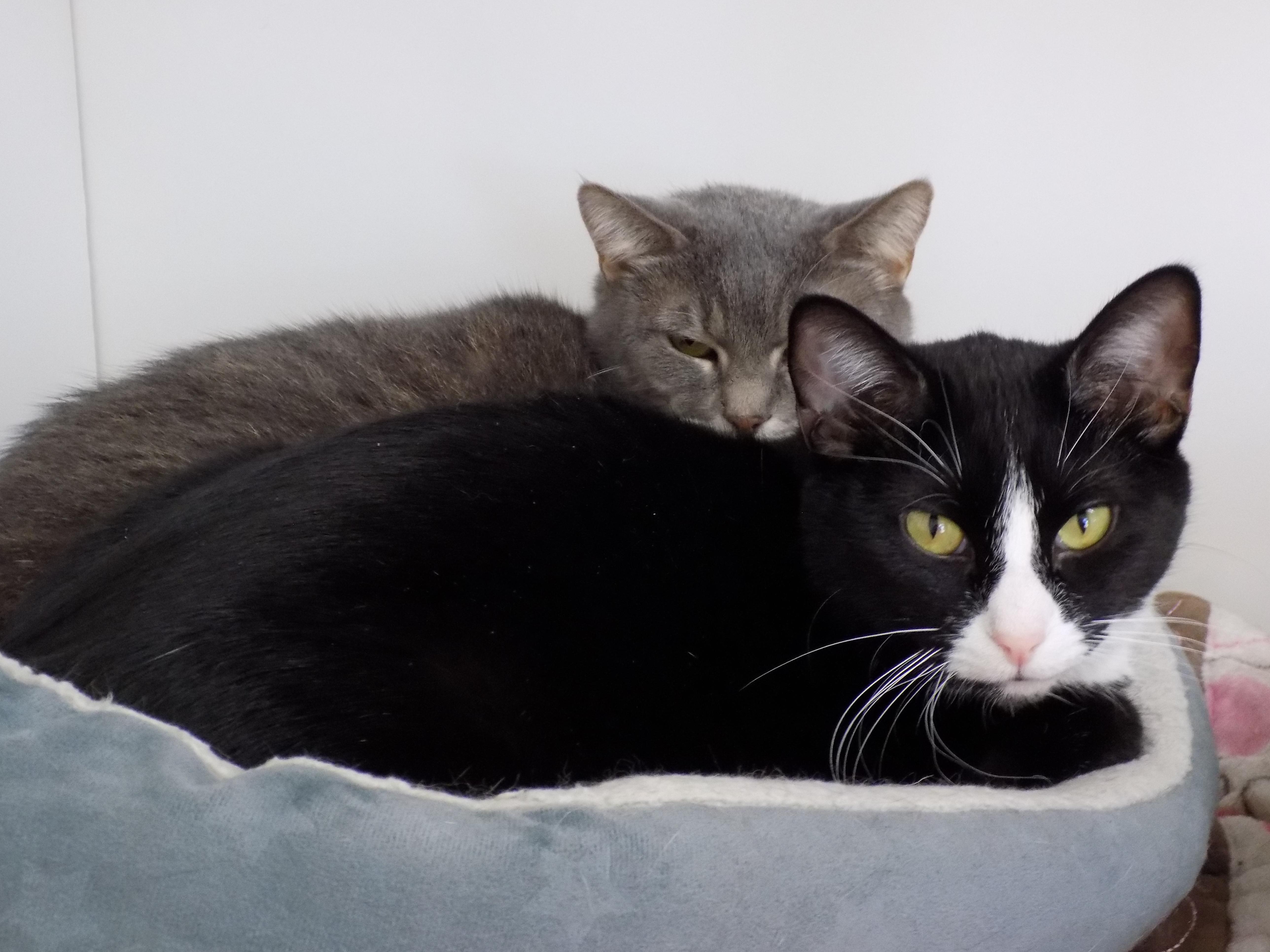 TUCKER, a Adoptable Domestic Short Hair in Savanna, IL image 4/4