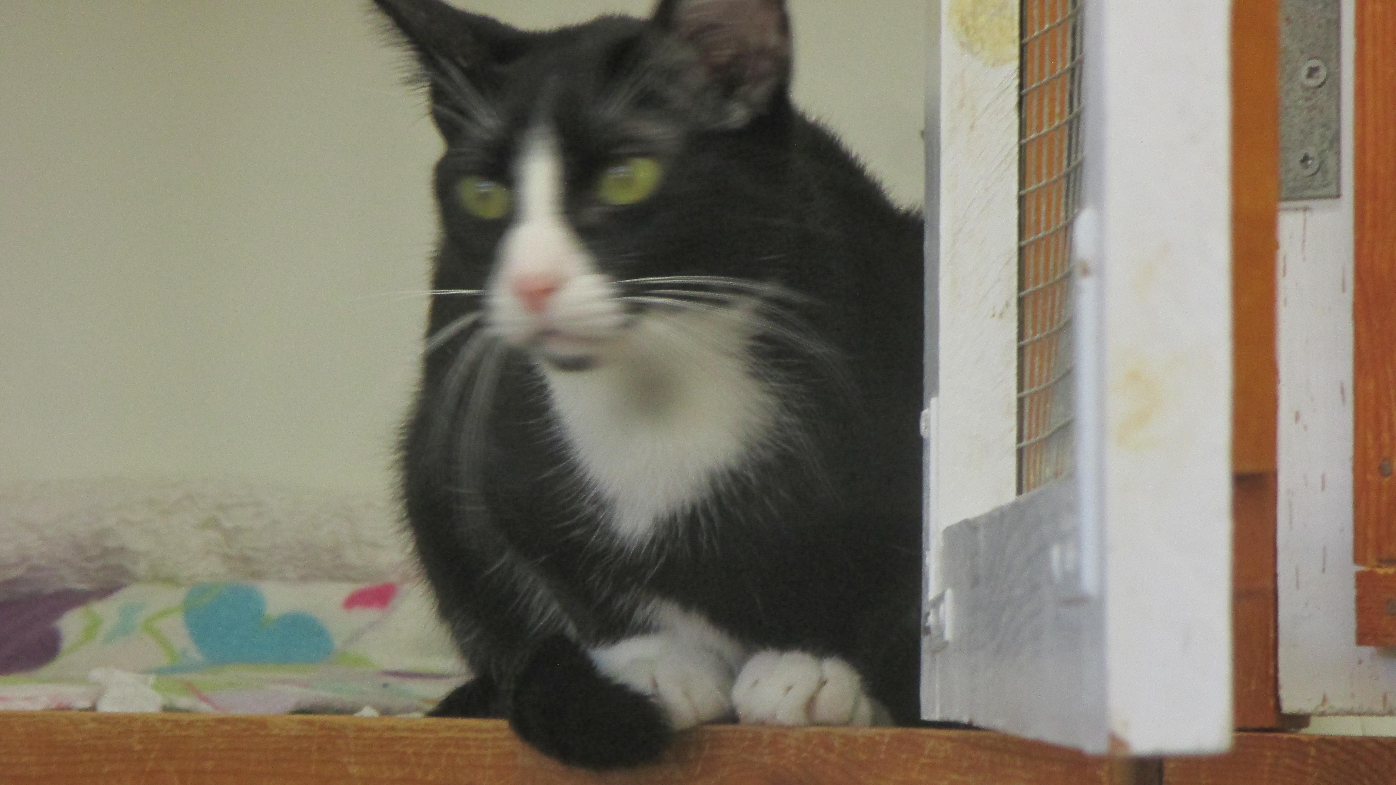 TUCKER, a Adoptable Domestic Short Hair in Savanna, IL image 2/4