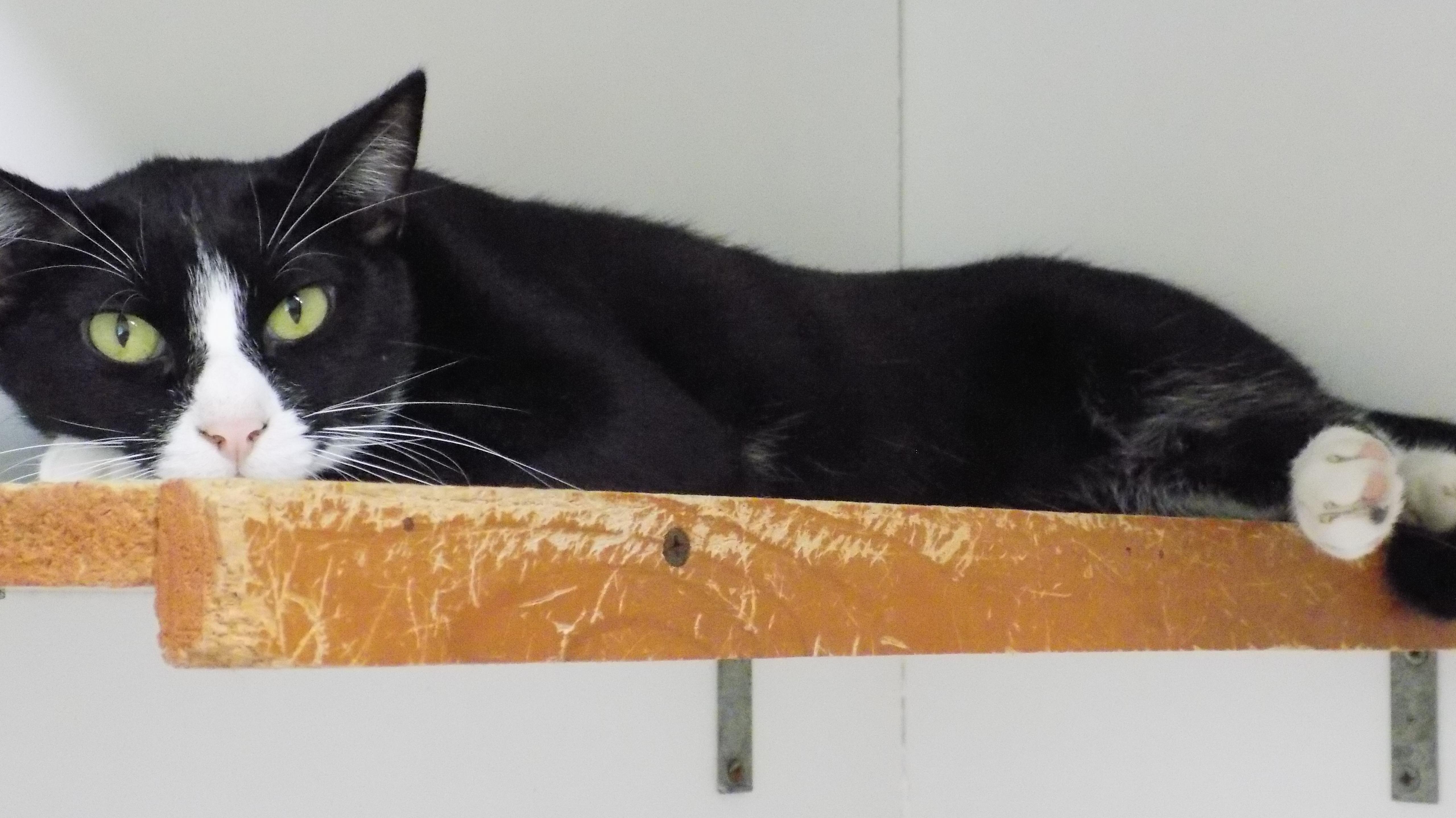 TUCKER, a Adoptable Domestic Short Hair in Savanna, IL image 6/6