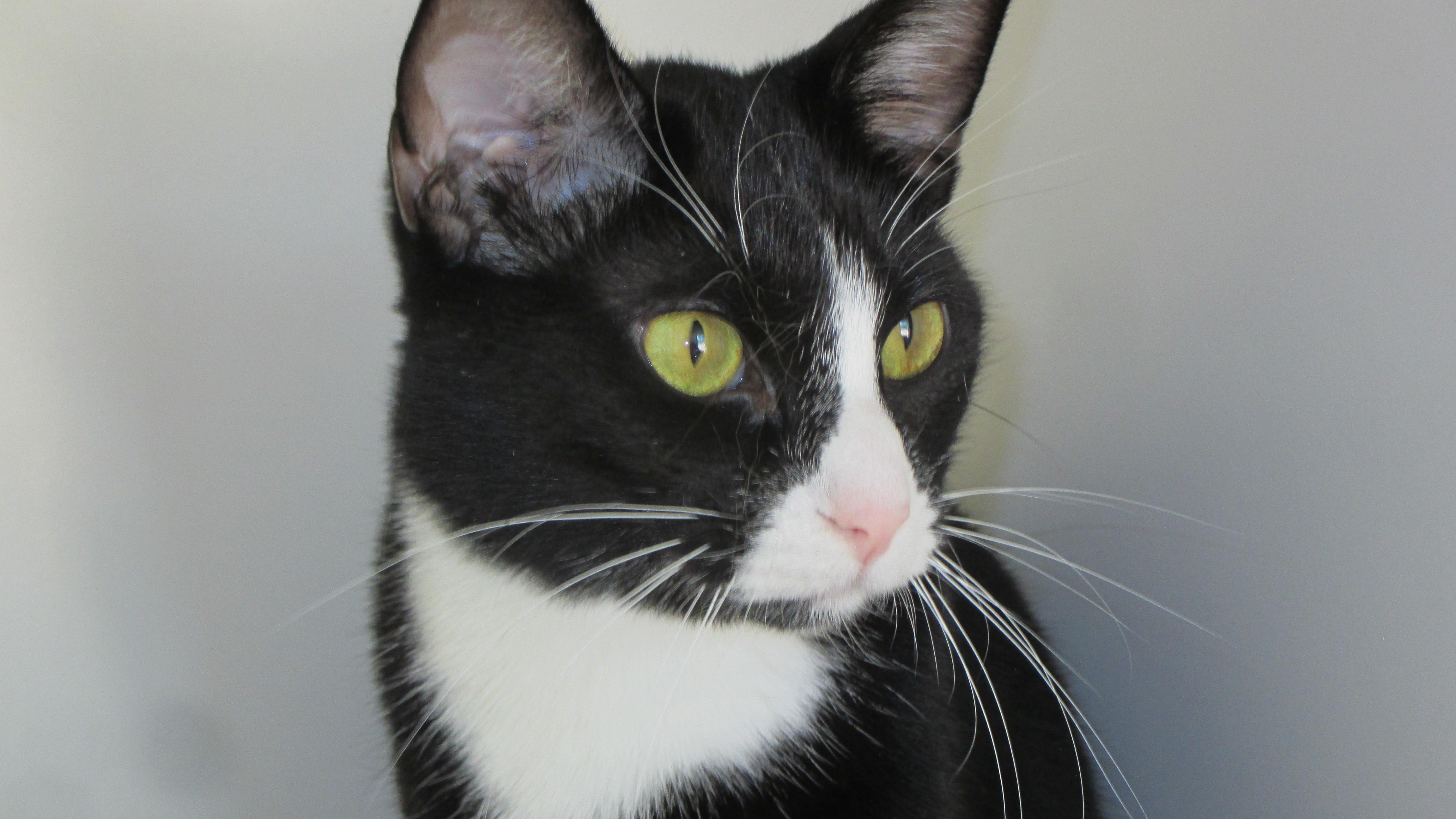 TUCKER, Adoptable, Young Male Domestic Short Hair.
