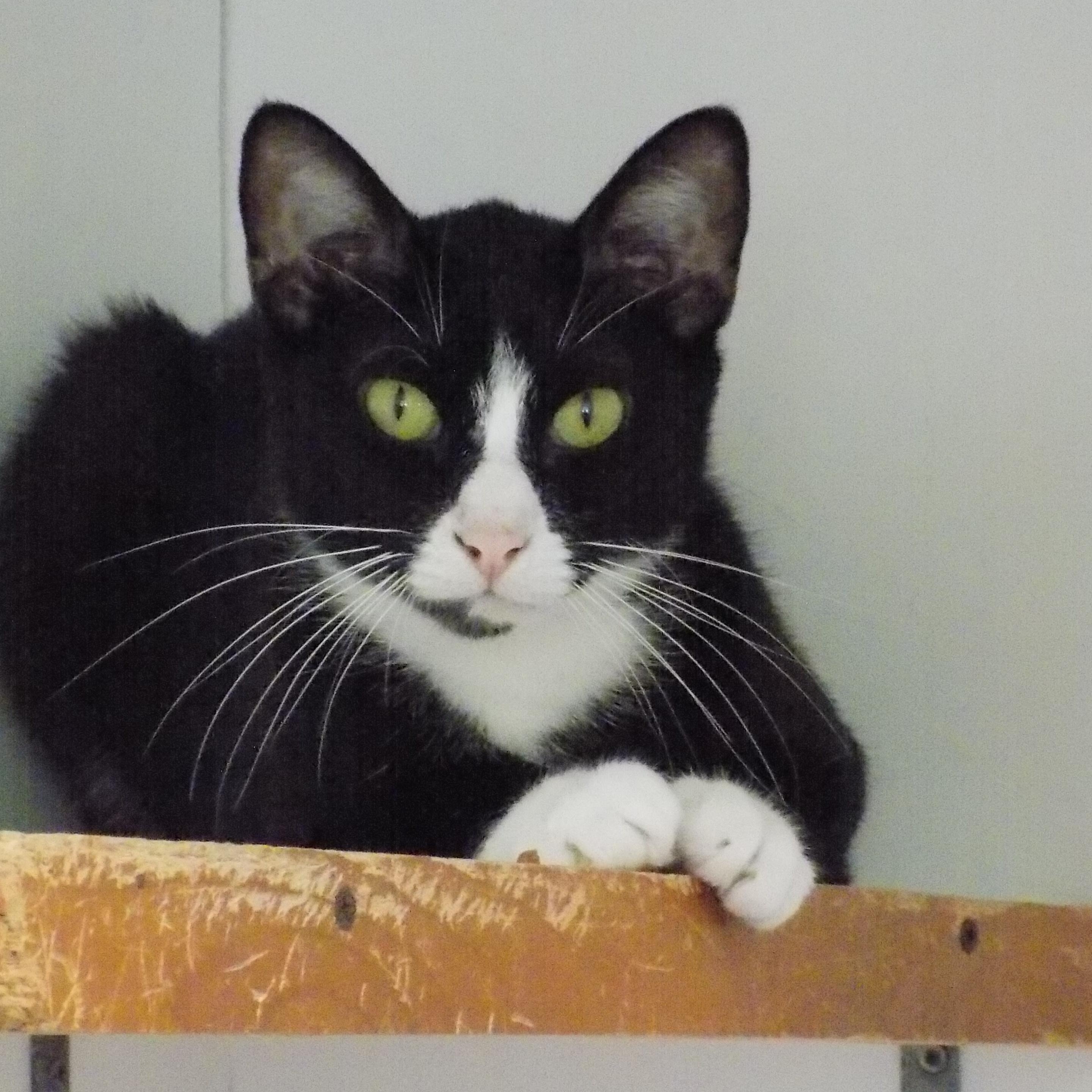 TUCKER, a Adoptable Domestic Short Hair in Savanna, IL image 1/6