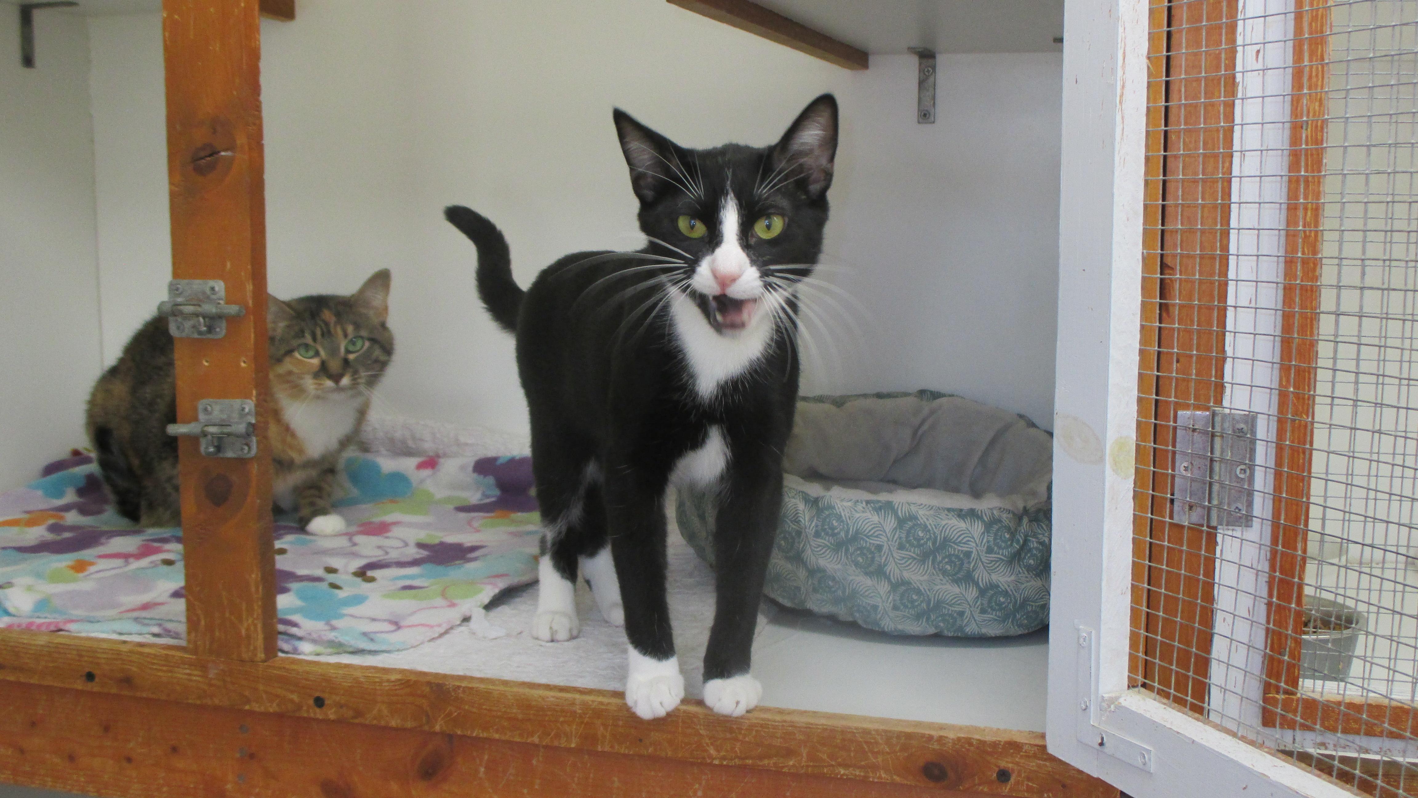 TUCKER, a Adoptable Domestic Short Hair in Savanna, IL image 3/4