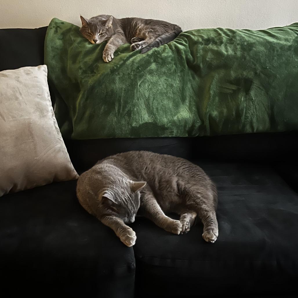 Enlarge Meek - Home to Home, a Adoptable Russian Blue in South Elgin, IL image 1/3