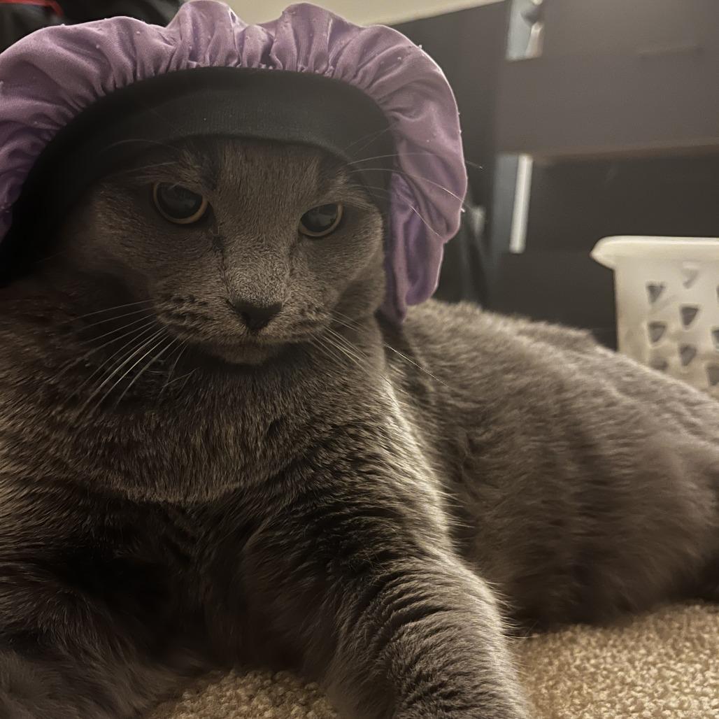 Enlarge Meek - Home to Home, a Adoptable Russian Blue in South Elgin, IL image 2/3