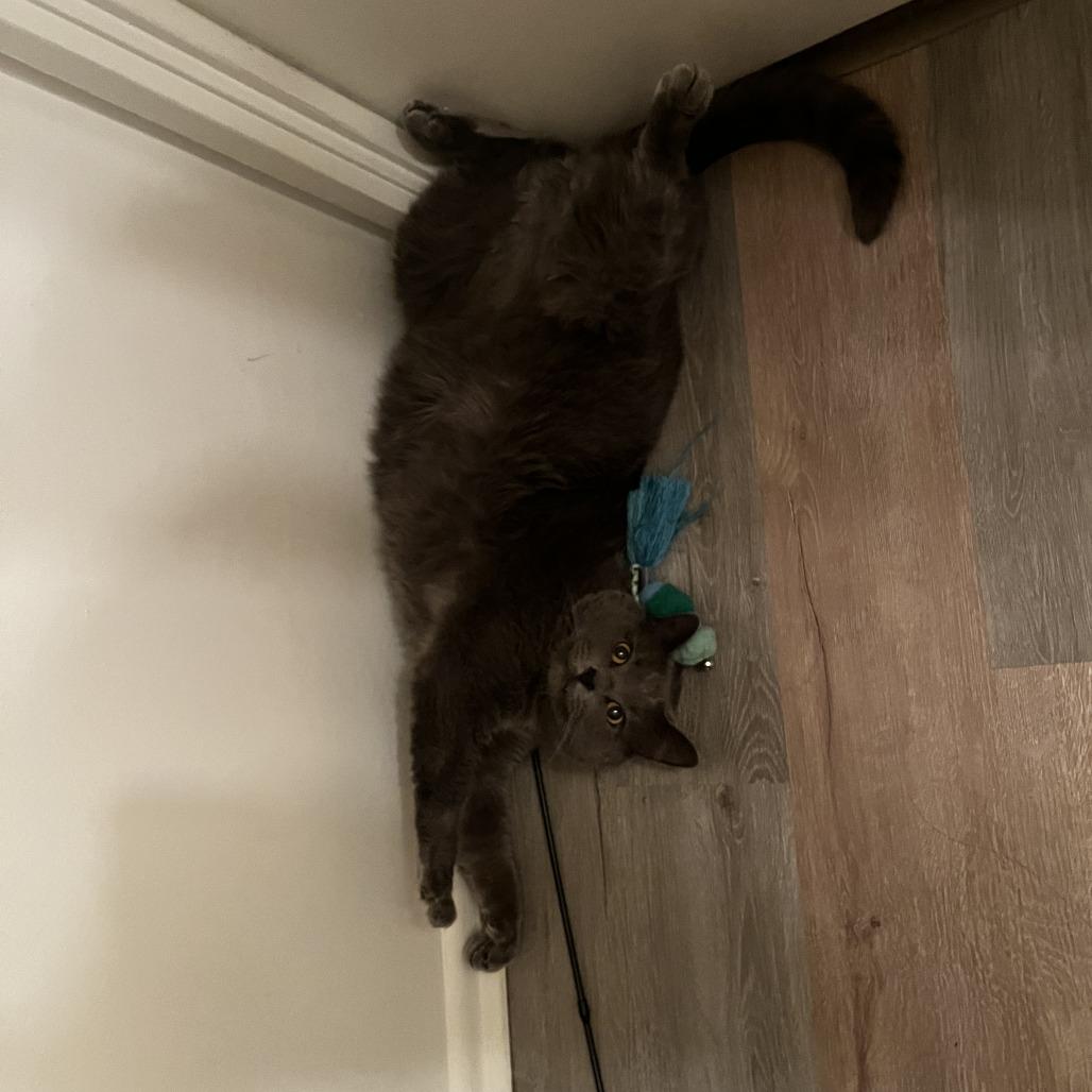 Enlarge Meek - Home to Home, a Adoptable Russian Blue in South Elgin, IL image 3/3