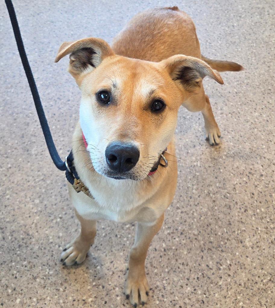 Enlarge Dodger, a Adoptable mixed breed in Gold Beach, OR image 1/1