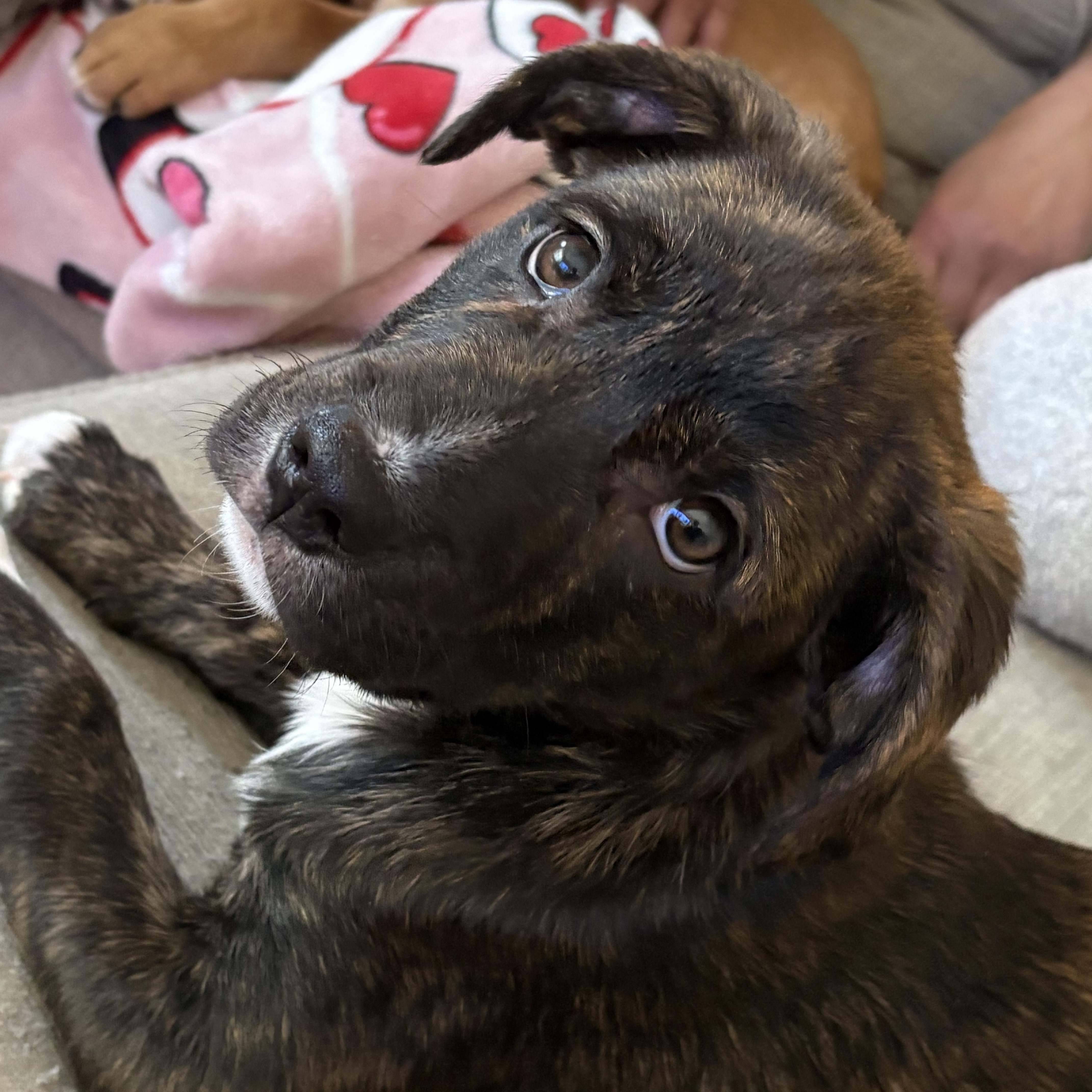 Enlarge NATE, an adoptable mixed breed in Cranston, RI image 3/3