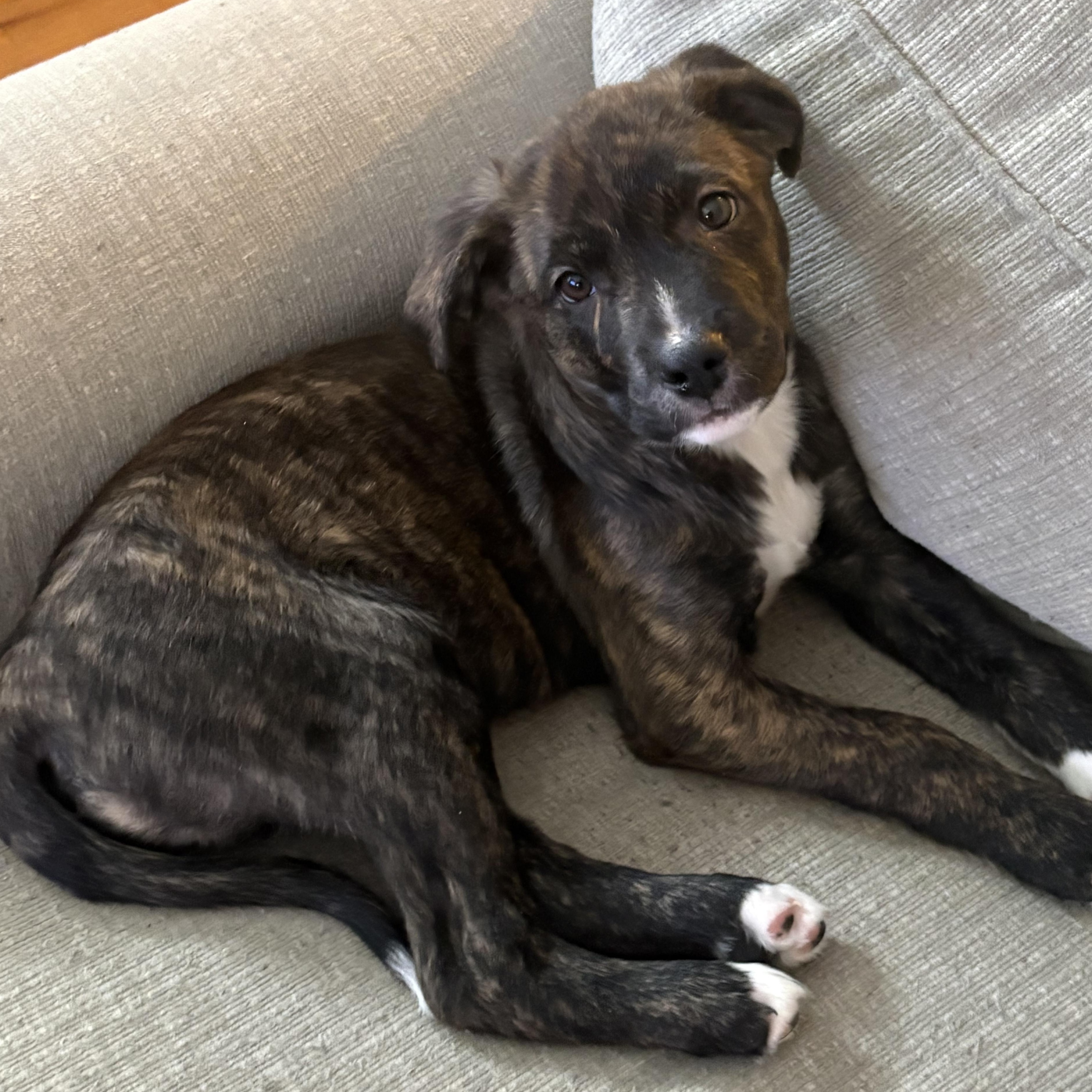 Enlarge NATE, an adoptable mixed breed in Cranston, RI image 2/3