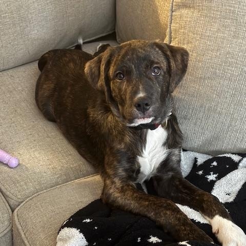 Enlarge NATE, an adoptable mixed breed in Cranston, RI image 1/3