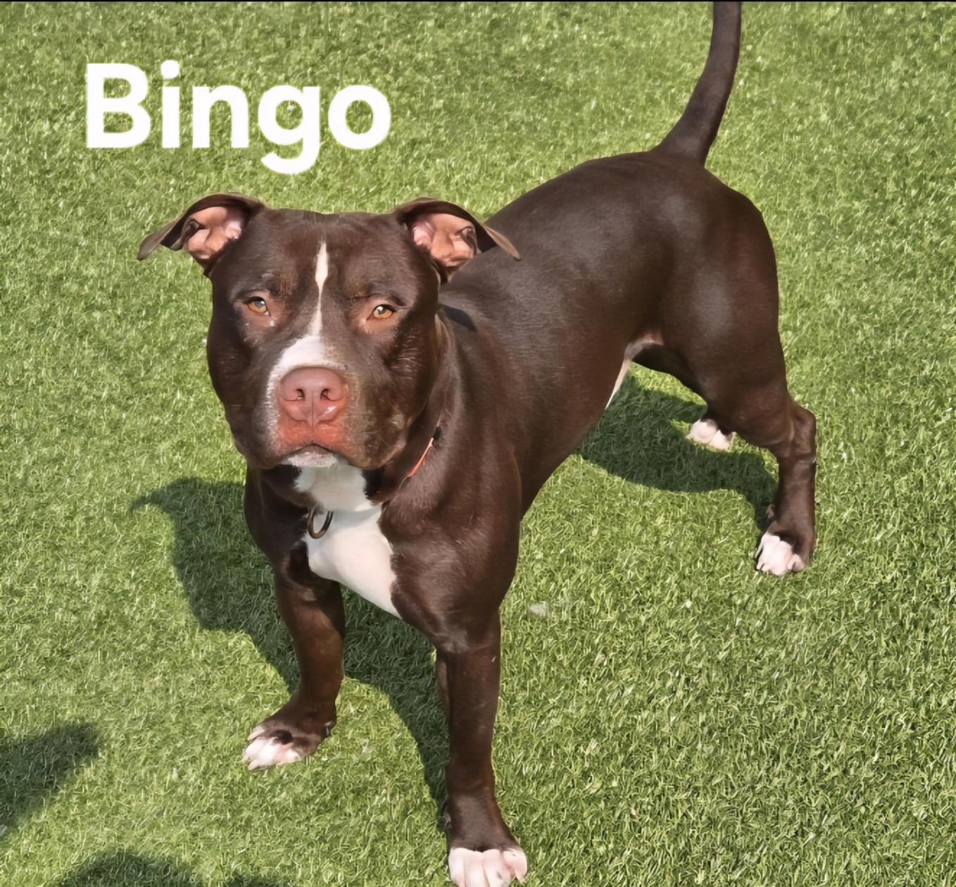 Bingo