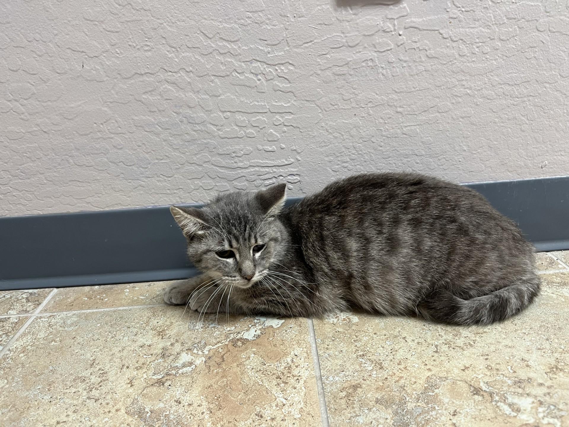 Ajax Angel, a ADOPTABLE Domestic Short Hair in Fountain Hills, AZ image 3/3