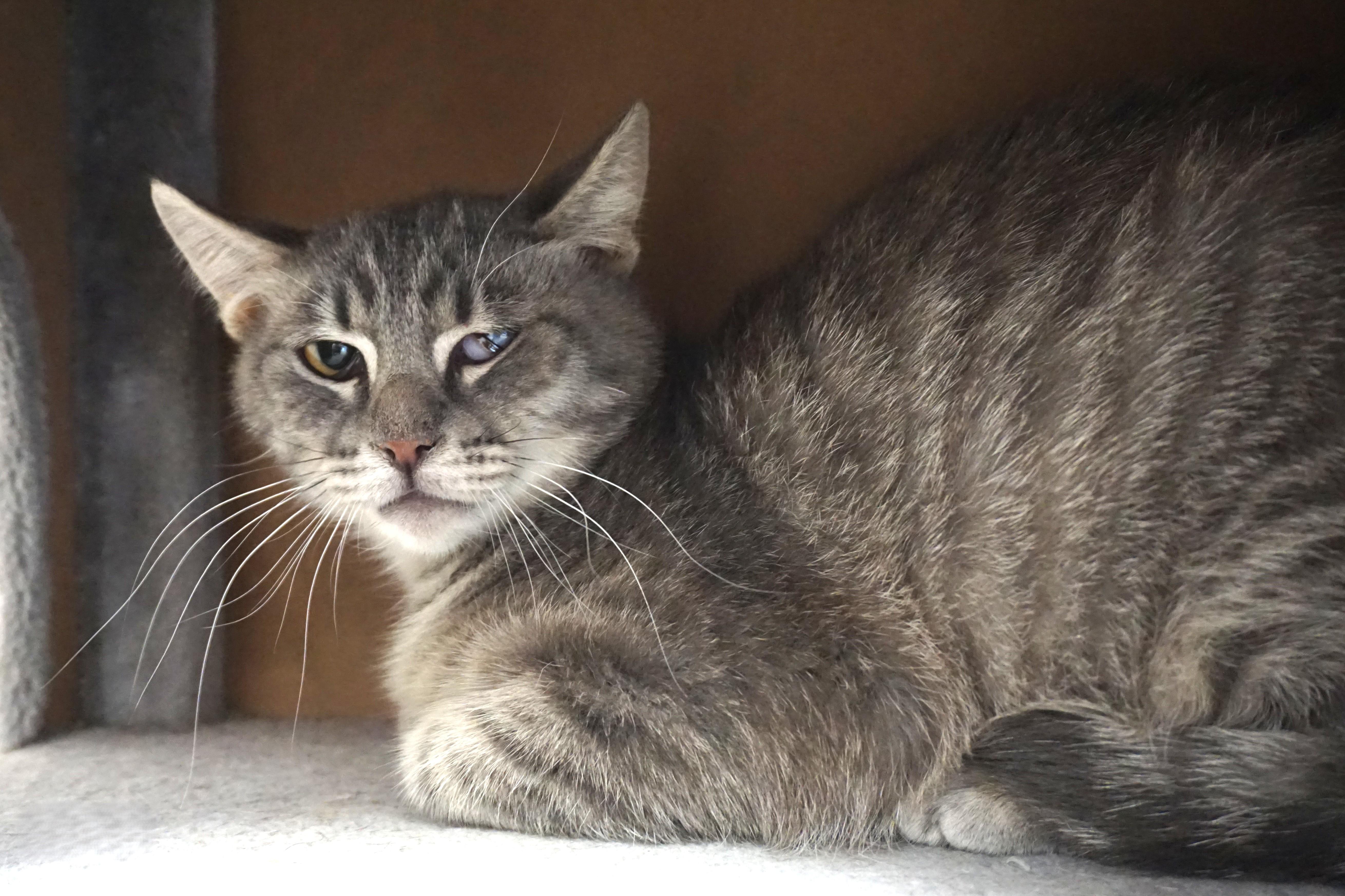 Ajax Angel, a ADOPTABLE Domestic Short Hair in Fountain Hills, AZ image 2/3