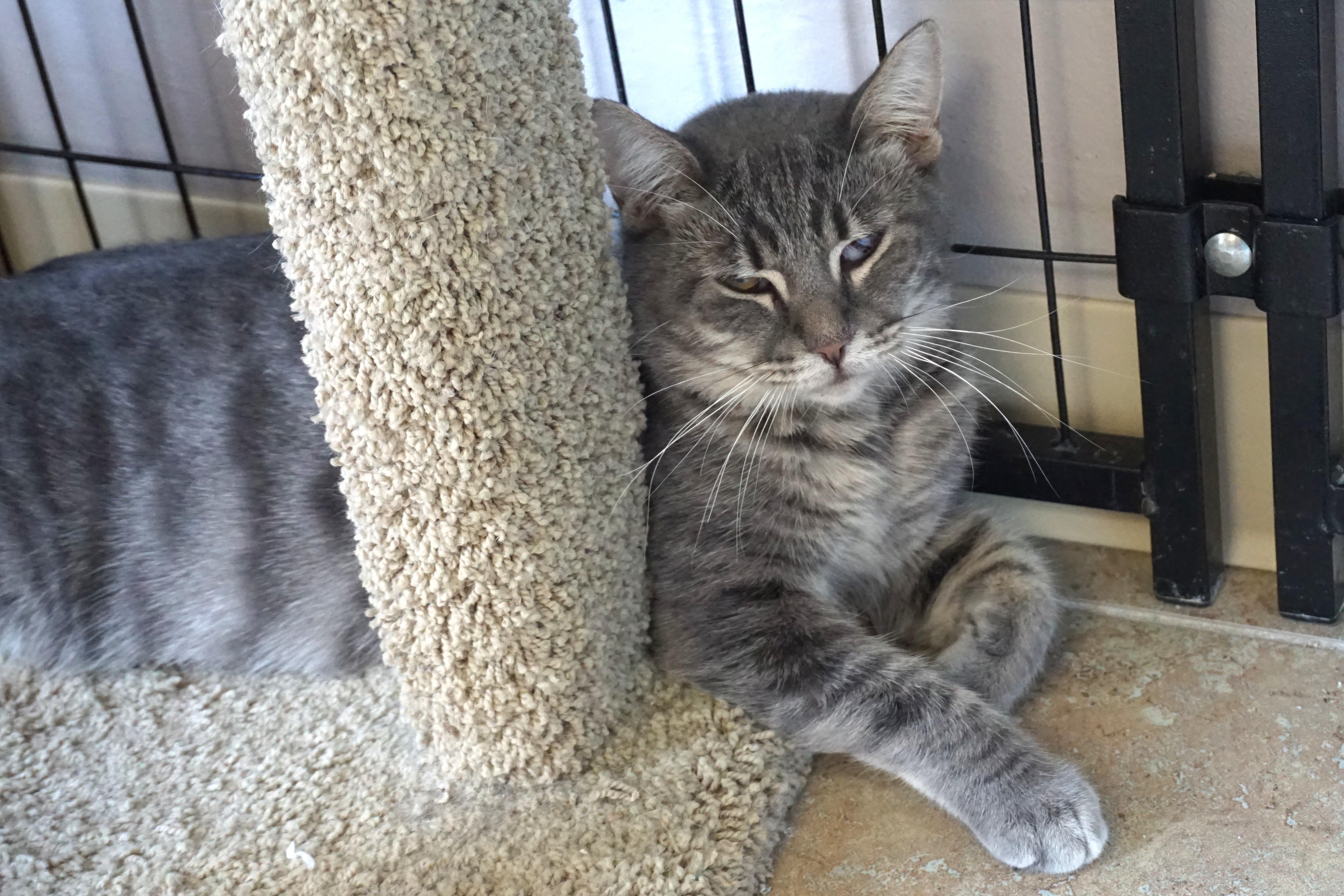 Enlarge Ajax Angel, a Adoptable Domestic Short Hair in Fountain Hills, AZ image 3/4