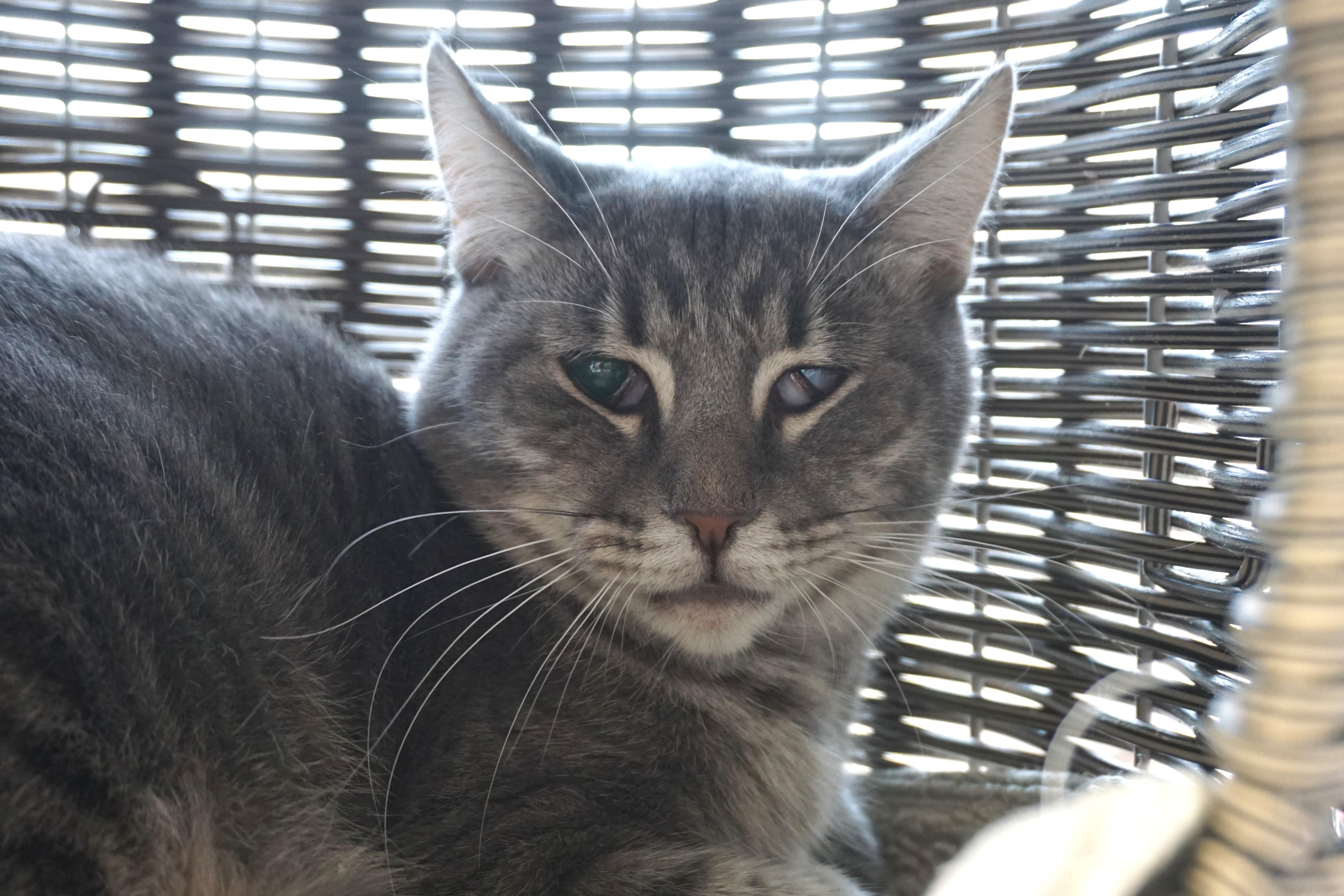 Enlarge Ajax Angel, a Adoptable Domestic Short Hair in Fountain Hills, AZ image 4/4