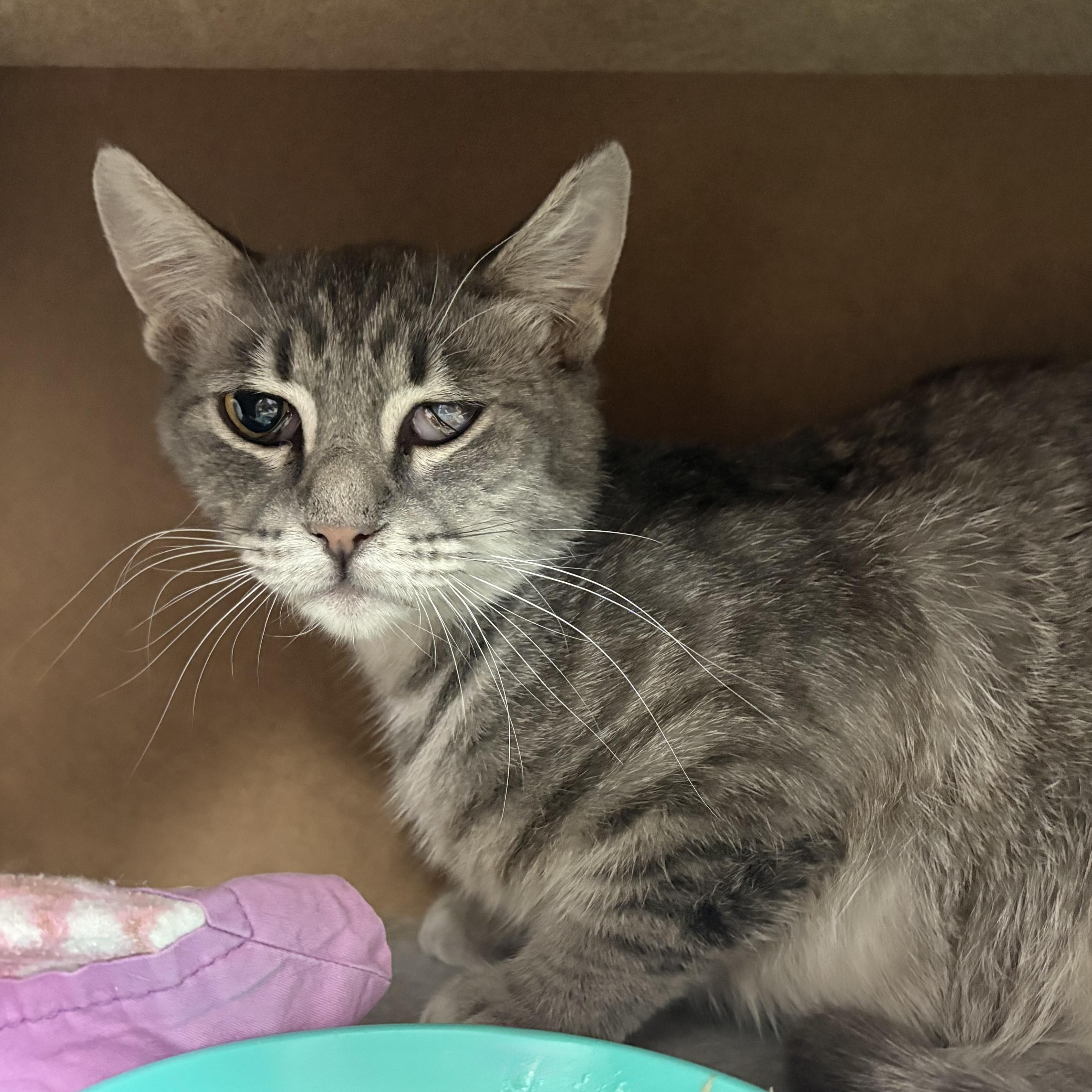 Ajax Angel, ADOPTABLE, Adult Male Domestic Short Hair.