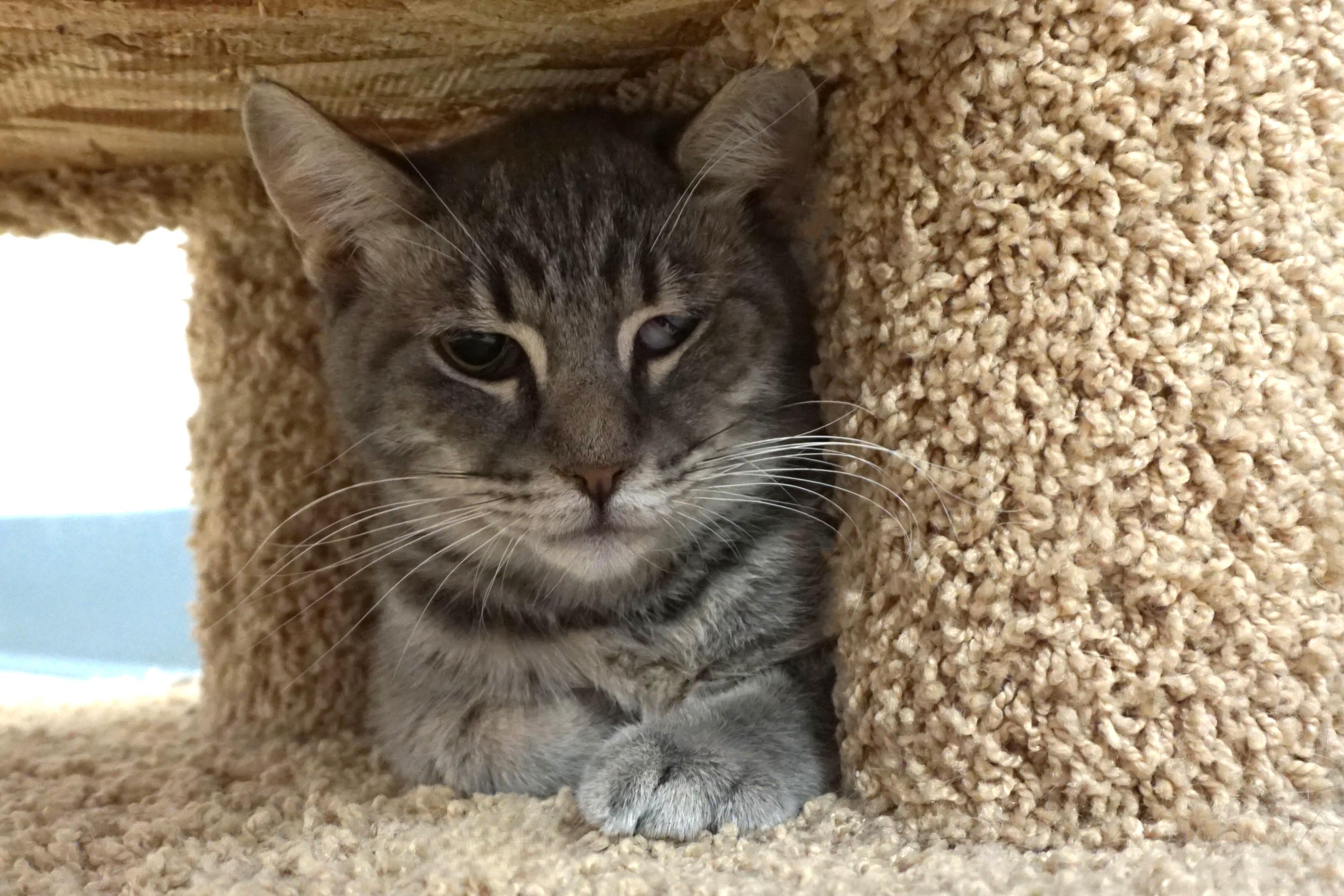 Ajax Angel, a ADOPTABLE Domestic Short Hair in Fountain Hills, AZ image 3/4