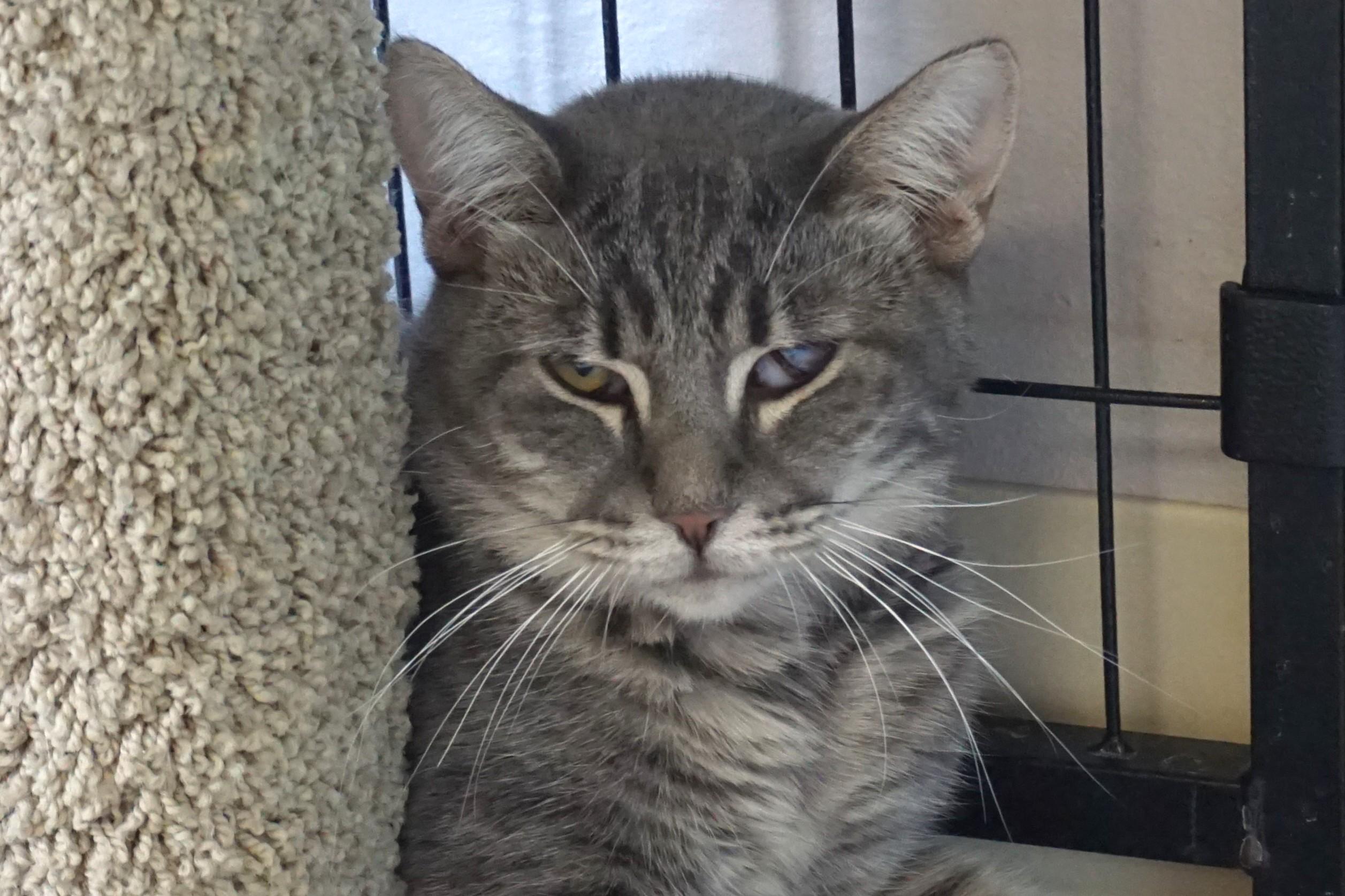 Enlarge Ajax Angel, a Adoptable Domestic Short Hair in Fountain Hills, AZ image 2/4