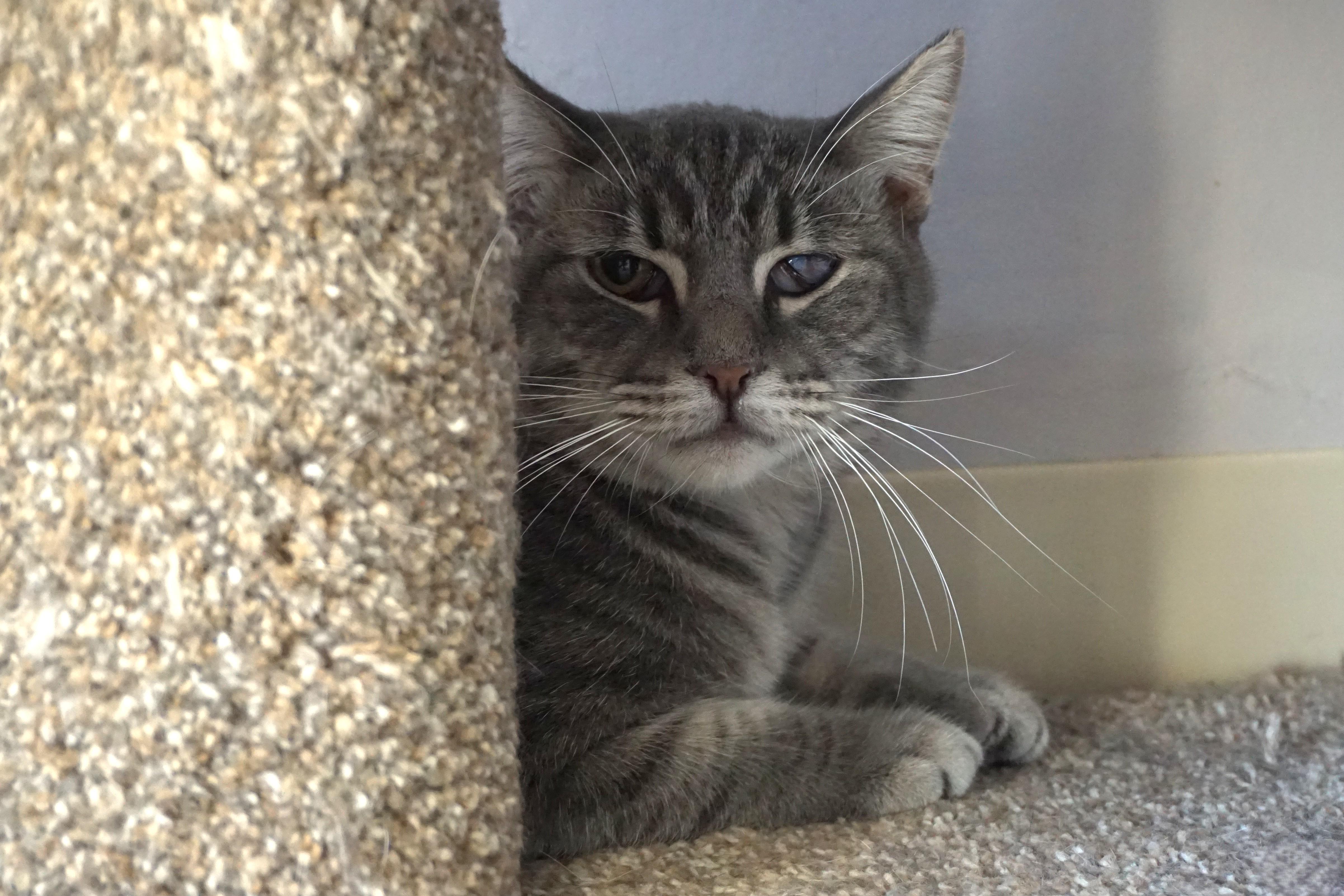 Ajax Angel, ADOPTABLE, Adult Male Domestic Short Hair.