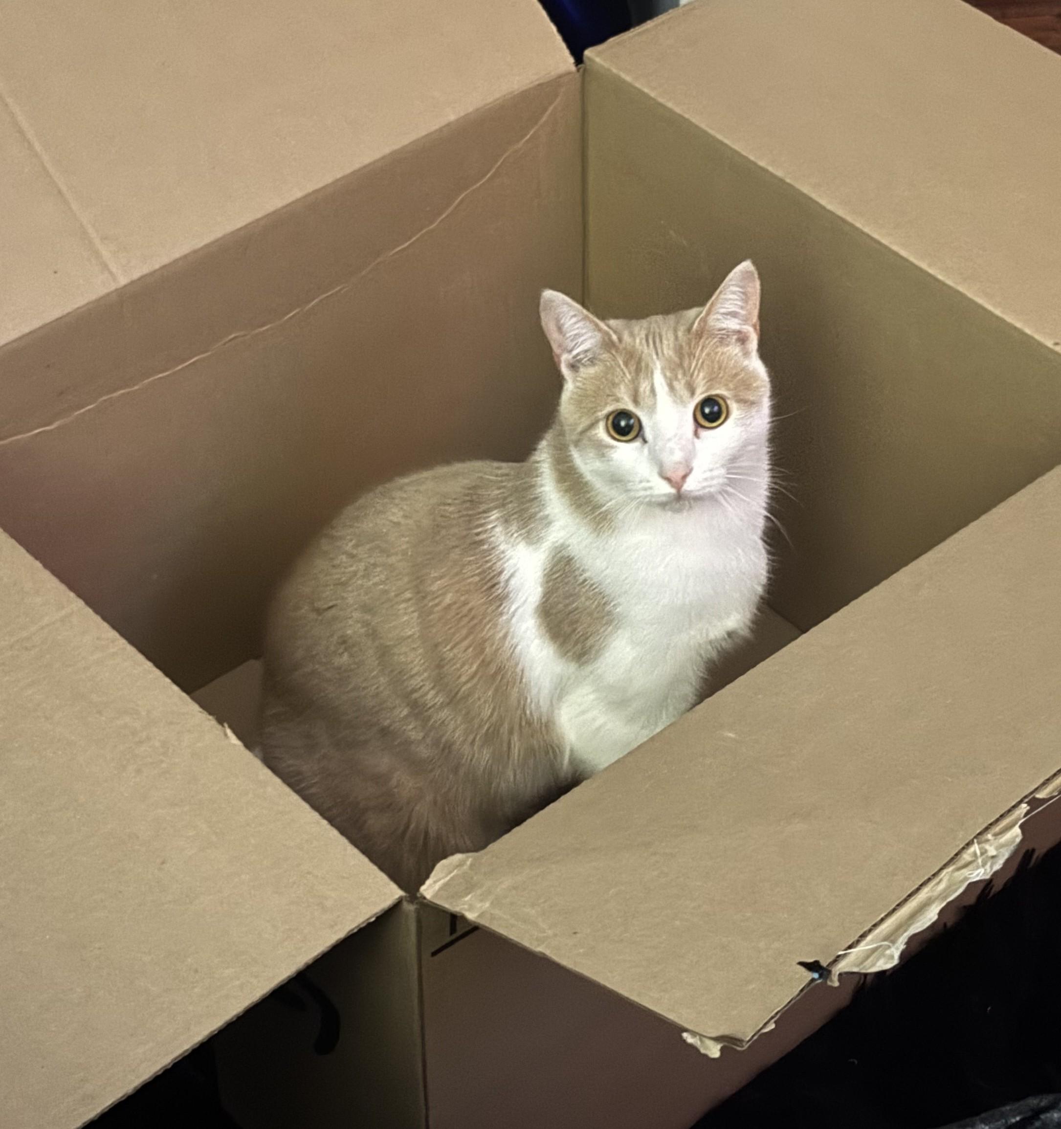 Spook, Adoptable, Adult Male Domestic Short Hair.