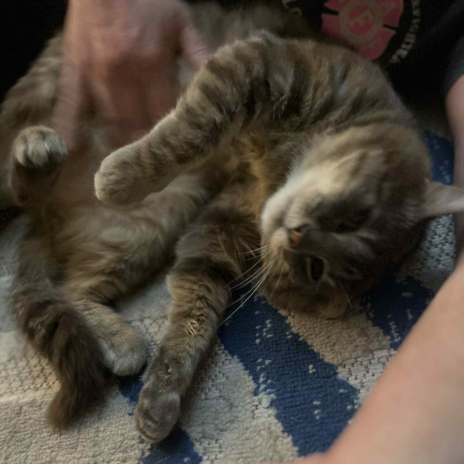 Zander, Adult Male Domestic Long Hair