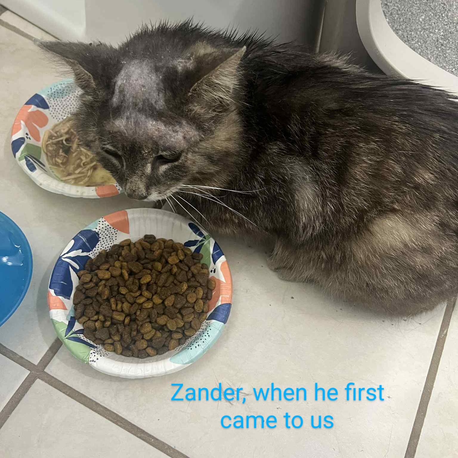 Zander photo 6