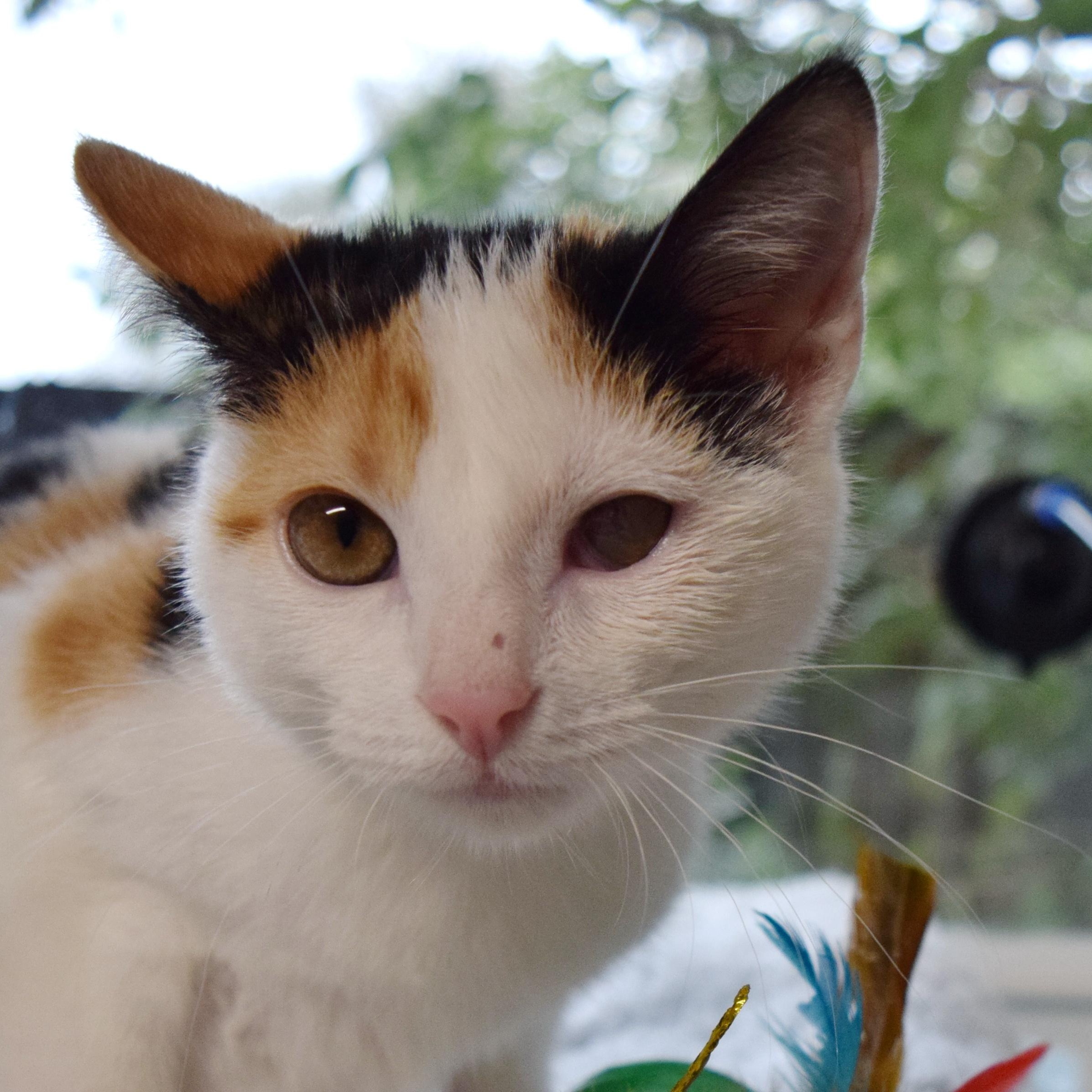 Enlarge Snickers, an adopted mixed breed in Bulverde, TX image 4/6
