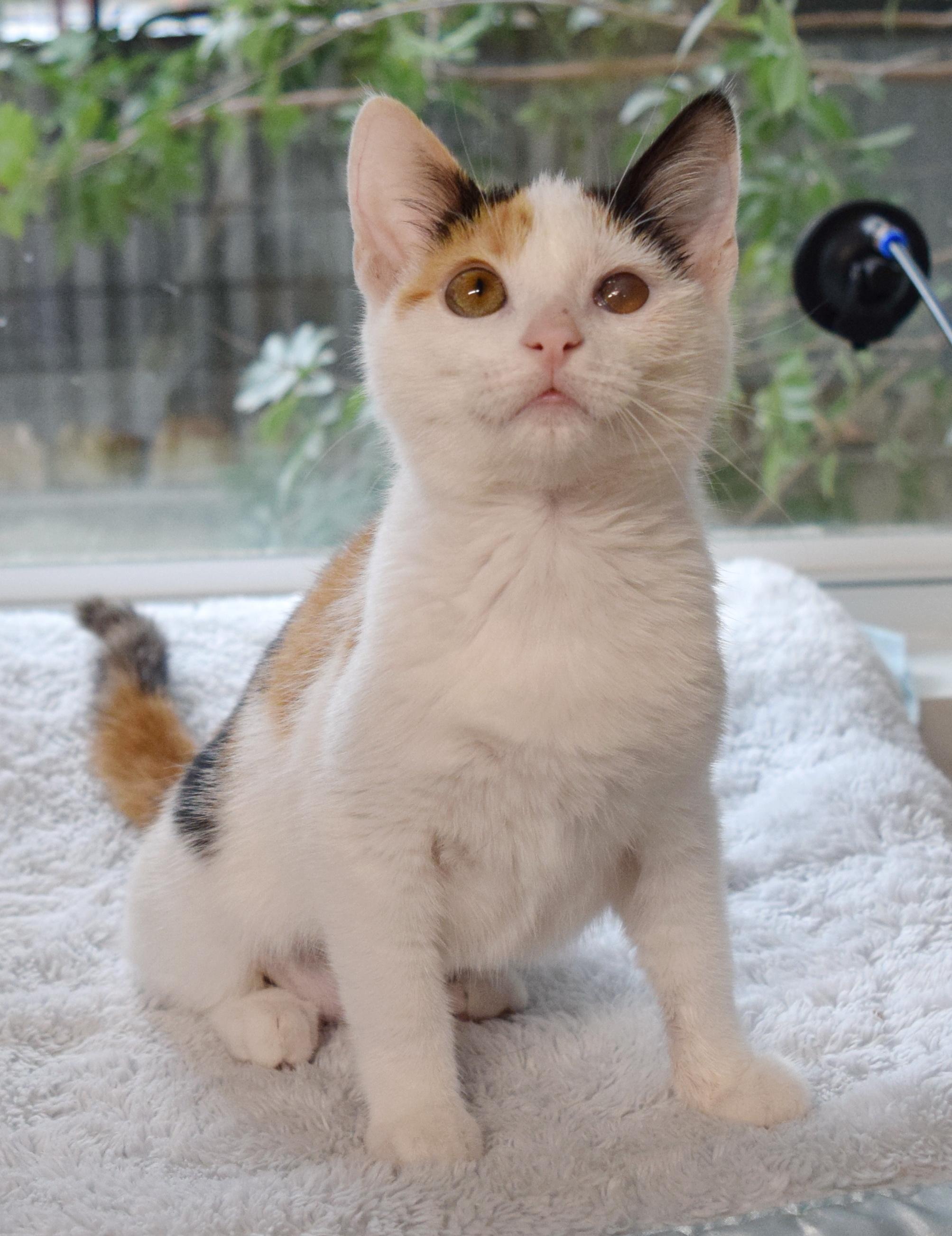 Enlarge Snickers, an adopted mixed breed in Bulverde, TX image 5/6