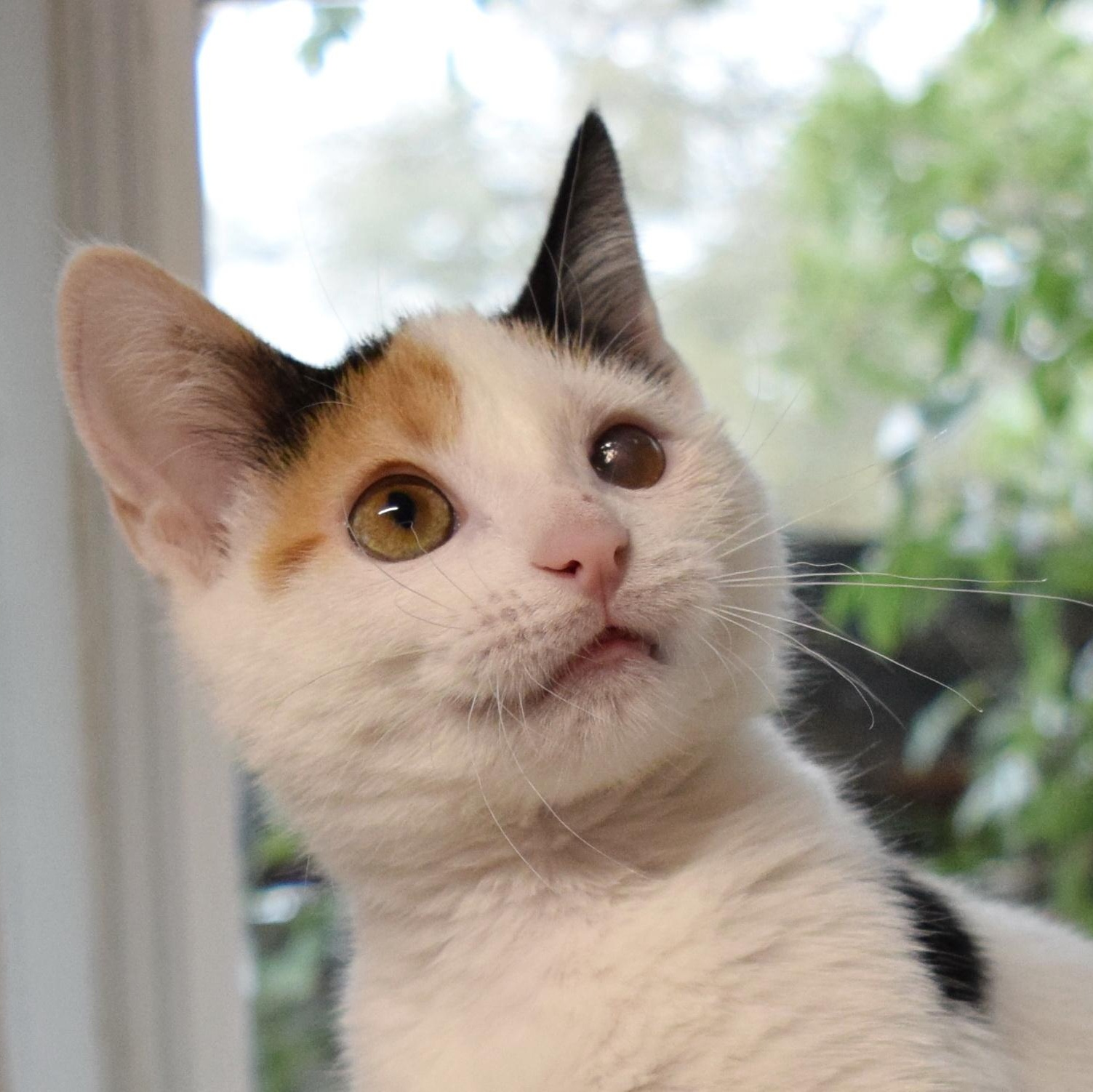 Snickers, adopted, Kitten Female Domestic Short Hair.