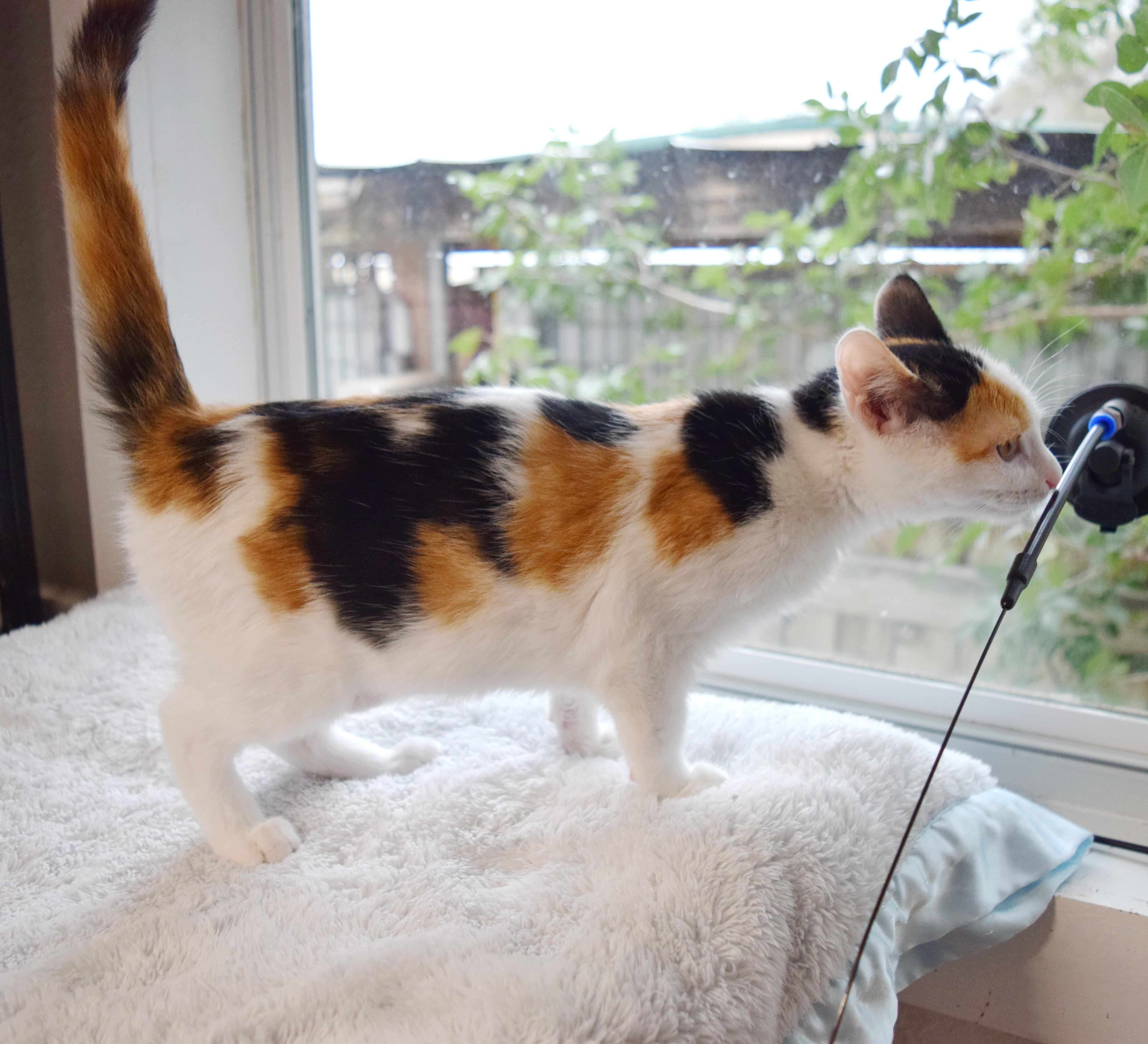 Enlarge Snickers, an adopted mixed breed in Bulverde, TX image 2/6