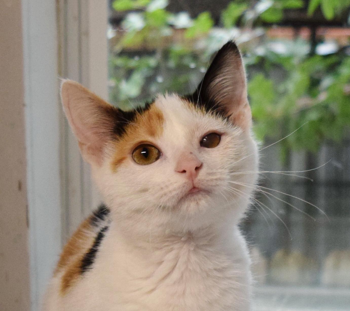 Enlarge Snickers, an adopted mixed breed in Bulverde, TX image 6/6