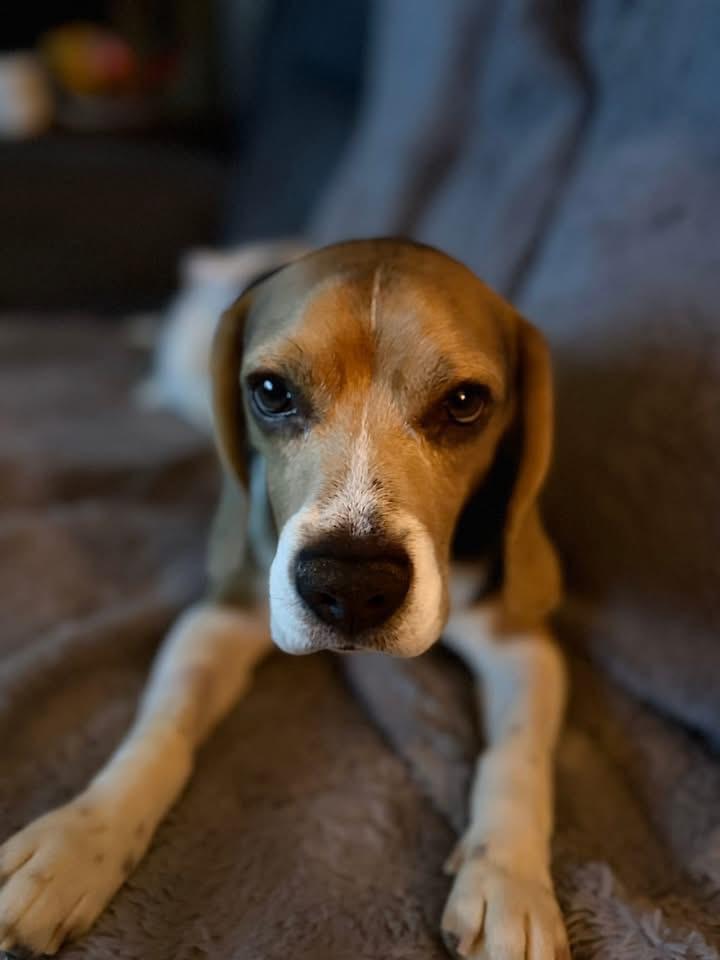 Enlarge Randy, a Adoptable Beagle in Toledo, OH image 1/4