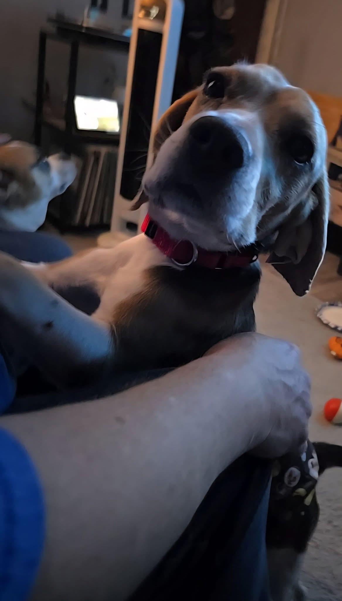 Enlarge Randy, a Adoptable Beagle in Toledo, OH image 4/4