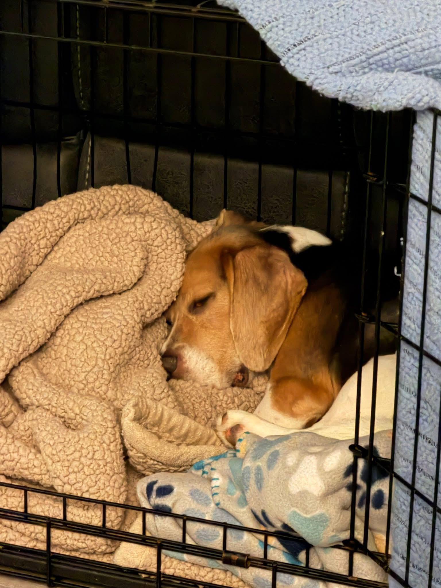 Enlarge Randy, a Adoptable Beagle in Toledo, OH image 2/4