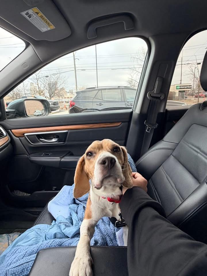 Enlarge Randy, a Adoptable Beagle in Toledo, OH image 3/4