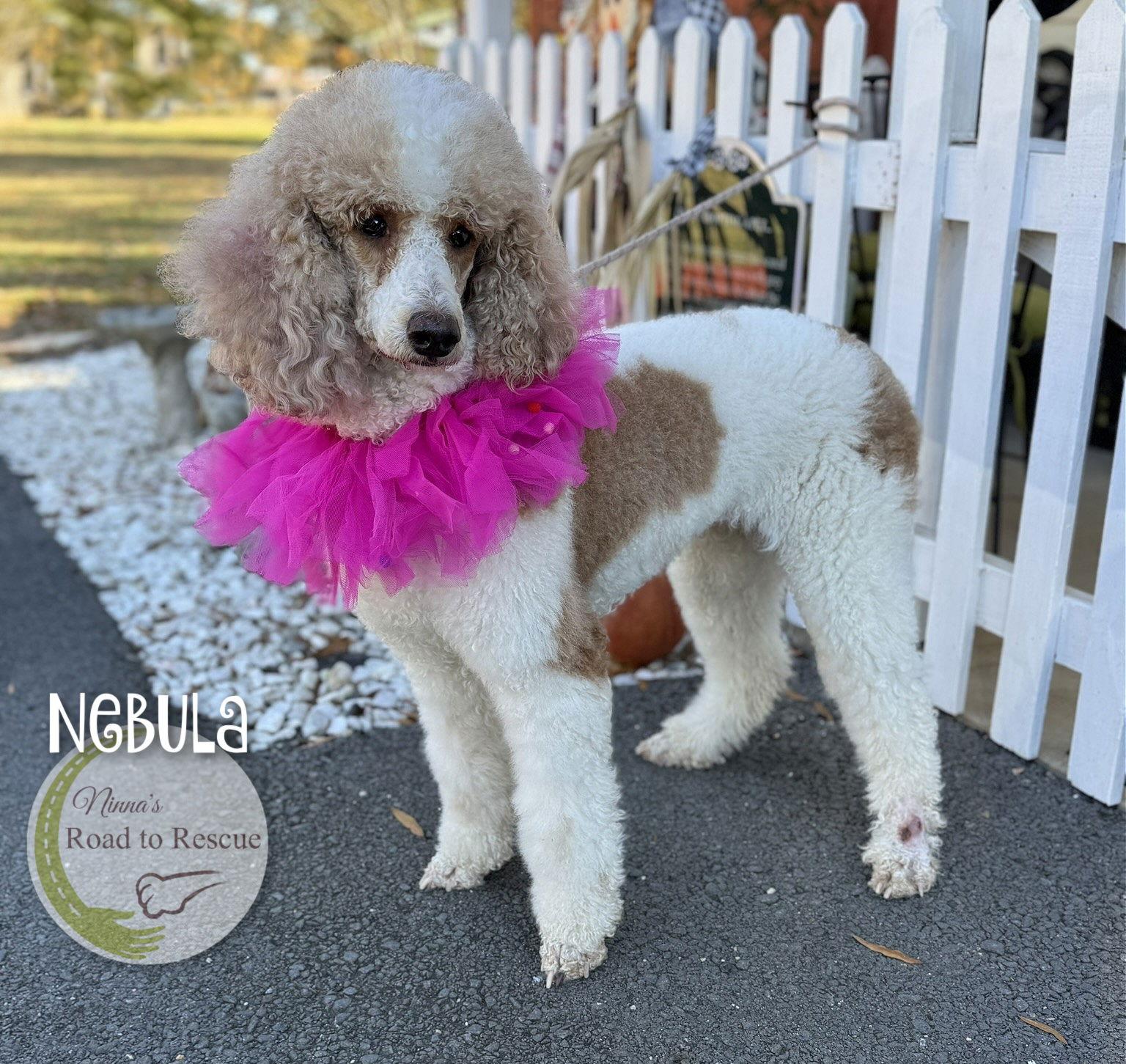 Nebula, Adoptable, Adult Female Standard Poodle.