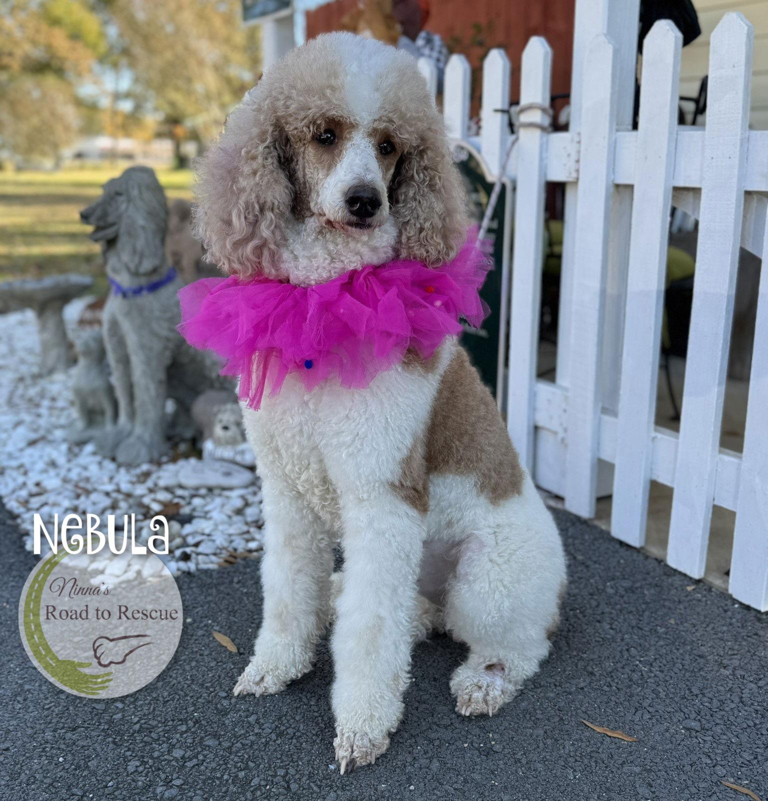 Nebula, a Adoptable Standard Poodle in Benton, LA image 3/3