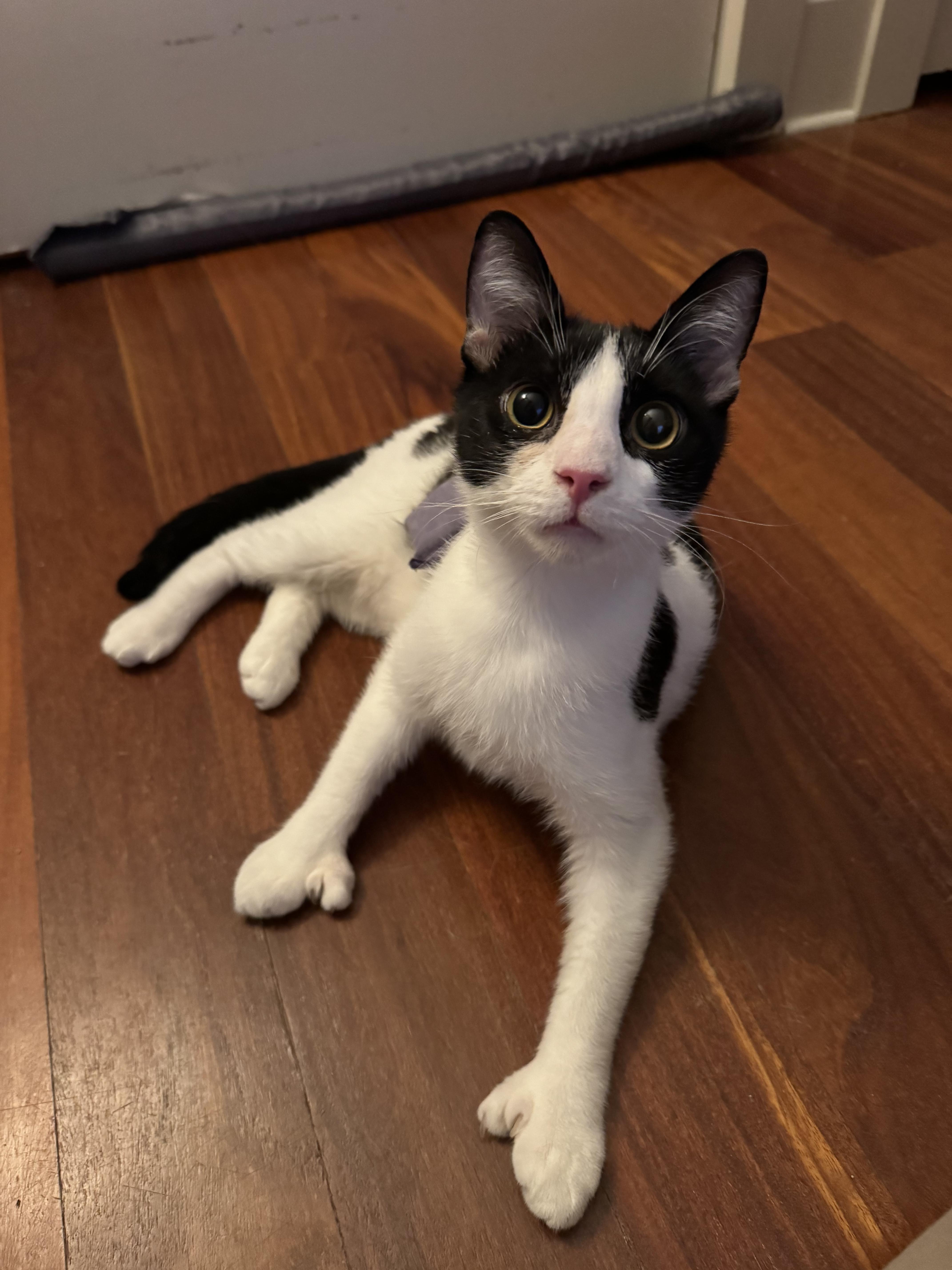 Adventure, a Adoptable mixed breed in Brooklyn, NY image 1/2