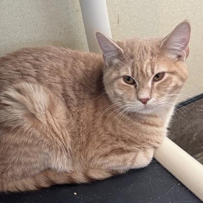 Enlarge Pam, a ADOPTABLE mixed breed in Dubuque, IA image 3/3