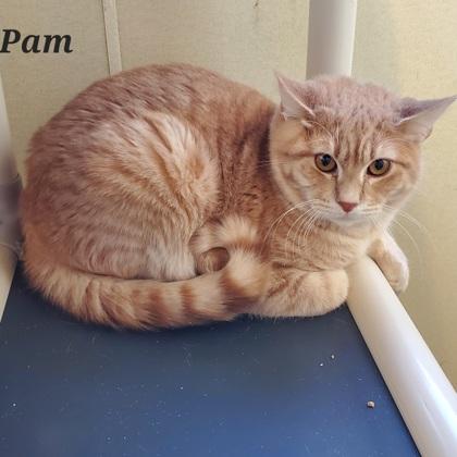 Enlarge Pam, a ADOPTABLE mixed breed in Dubuque, IA image 1/3